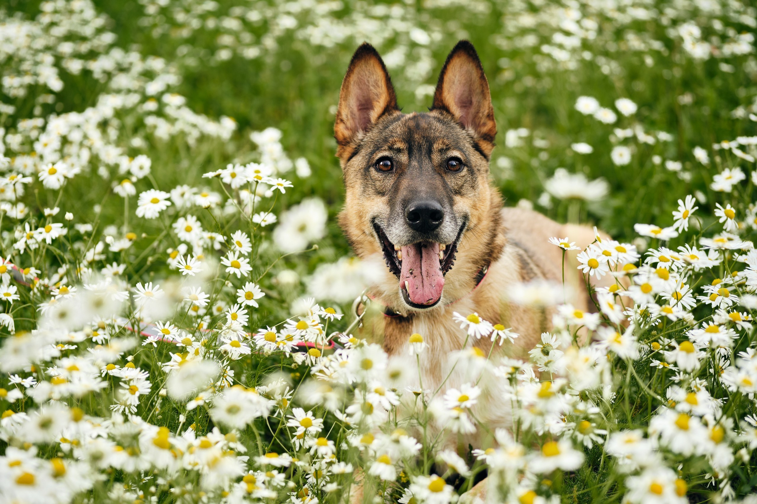 Фотосессия  для паши пса. Профессиональный фотограф в Москве — Максим Дьяконов