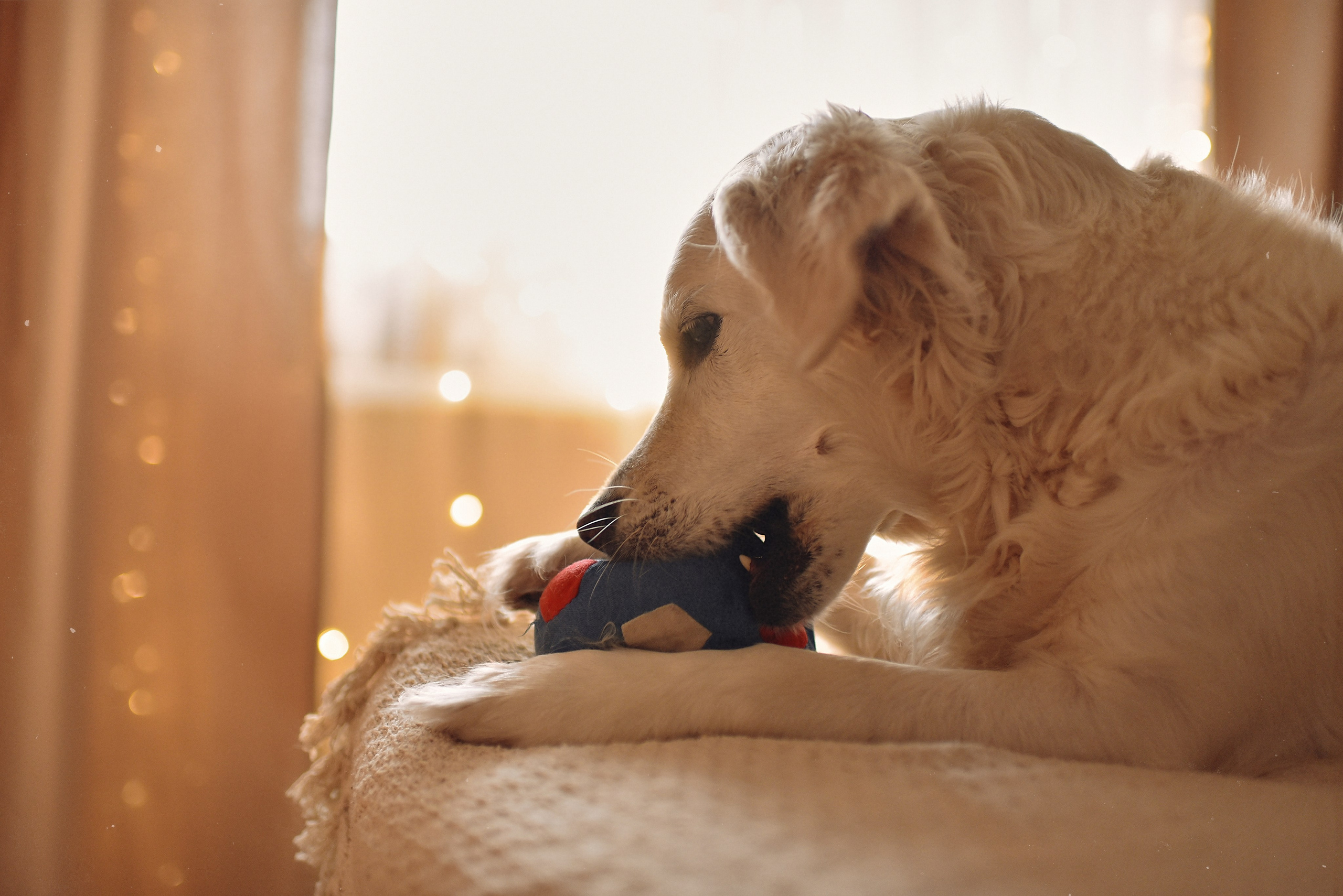 МАРГО, САША и ШАНТИ | скоро нас станет больше. Свадебный и семейный фотограф РИТА БОЧКАРЁВА
