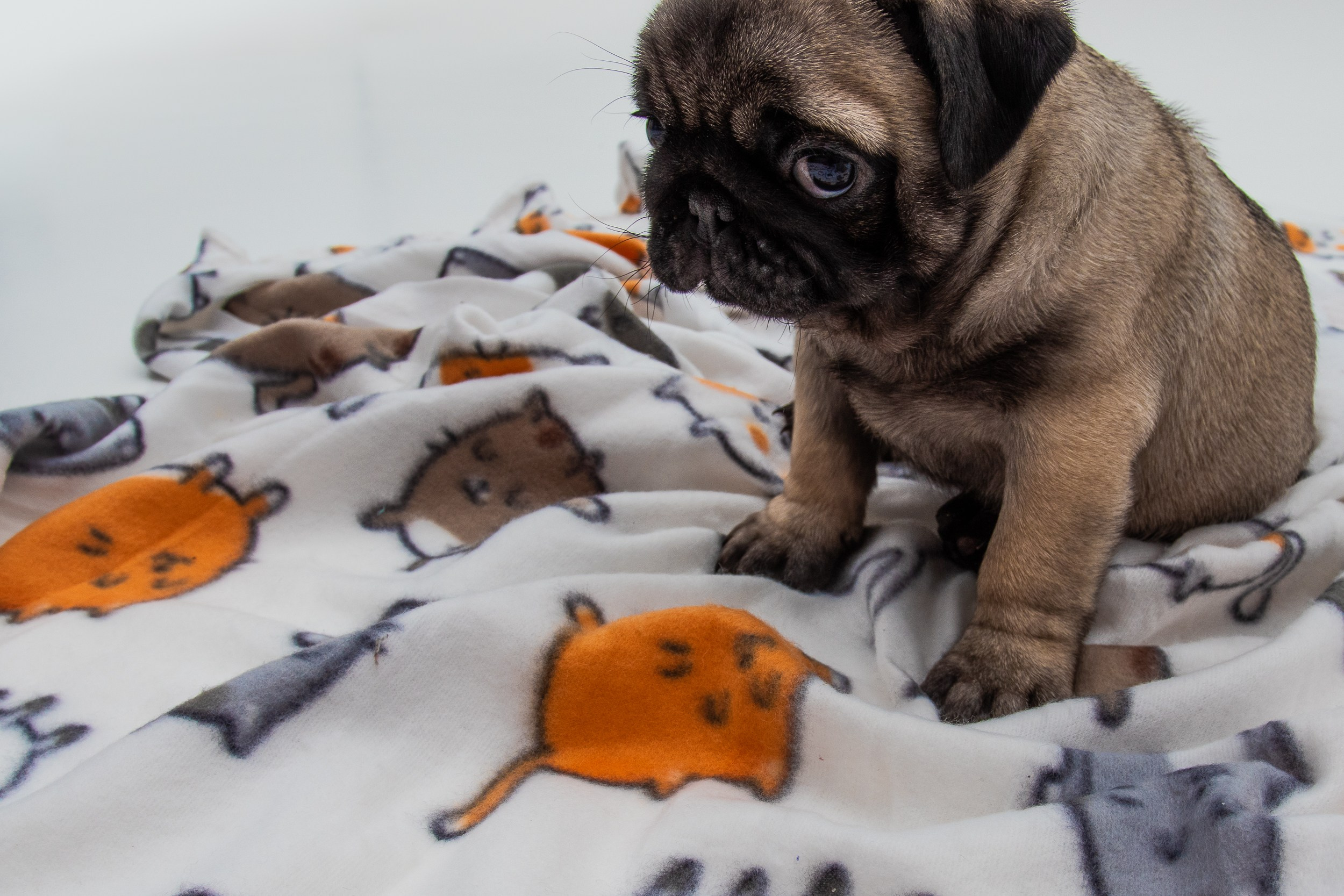 Мопсы Малыши. Фотограф-Видеограф Первоуральск, Екатеринбург Бондырева Юлия