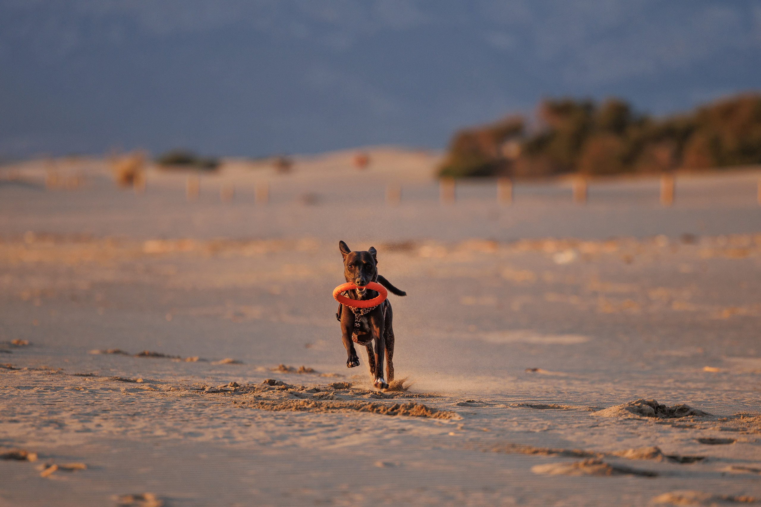 Финик. Фотограф анималист в Казани Алина Сулейманова. Фотограф животных