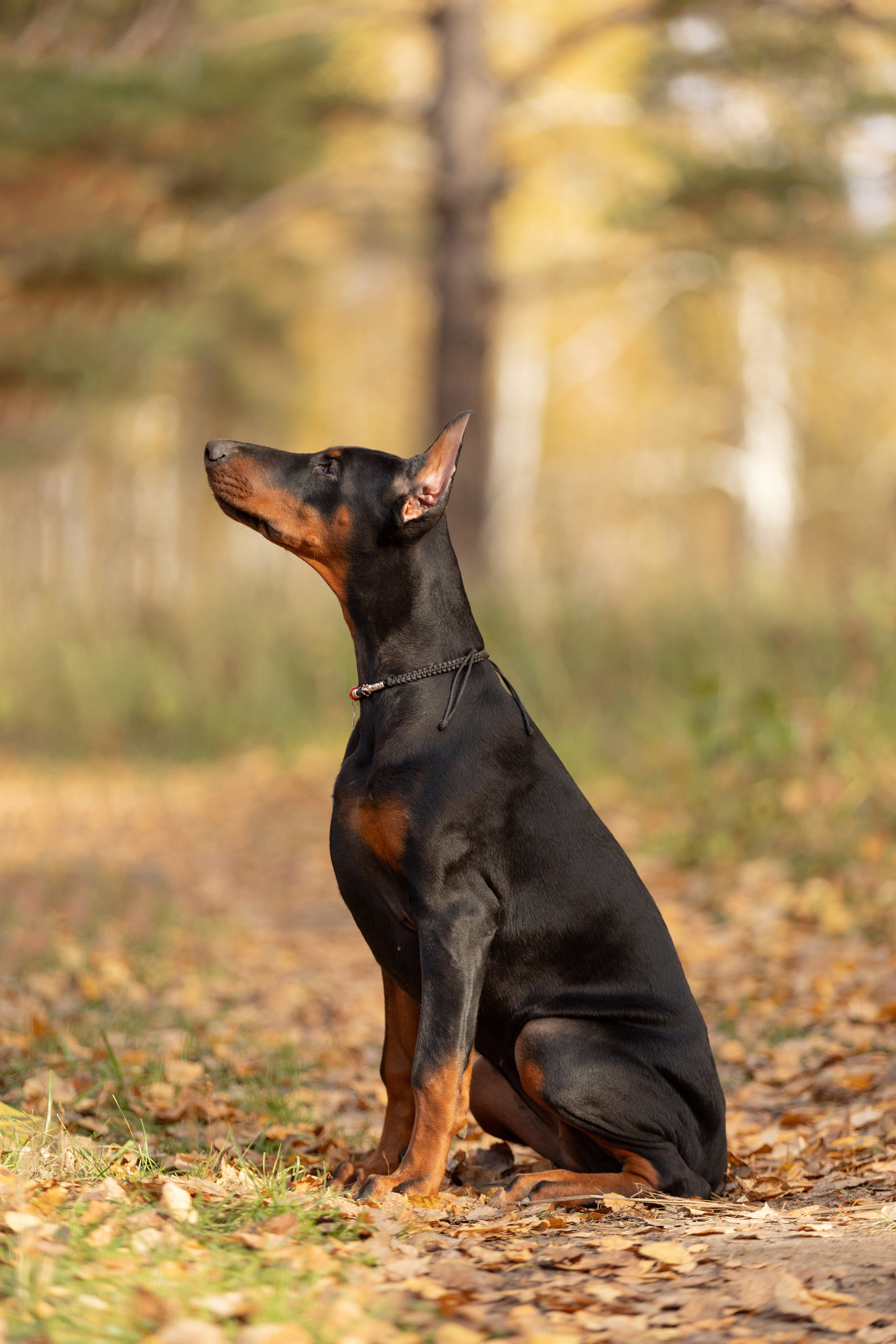 Собаки. Конный фотограф Валынкина Лера