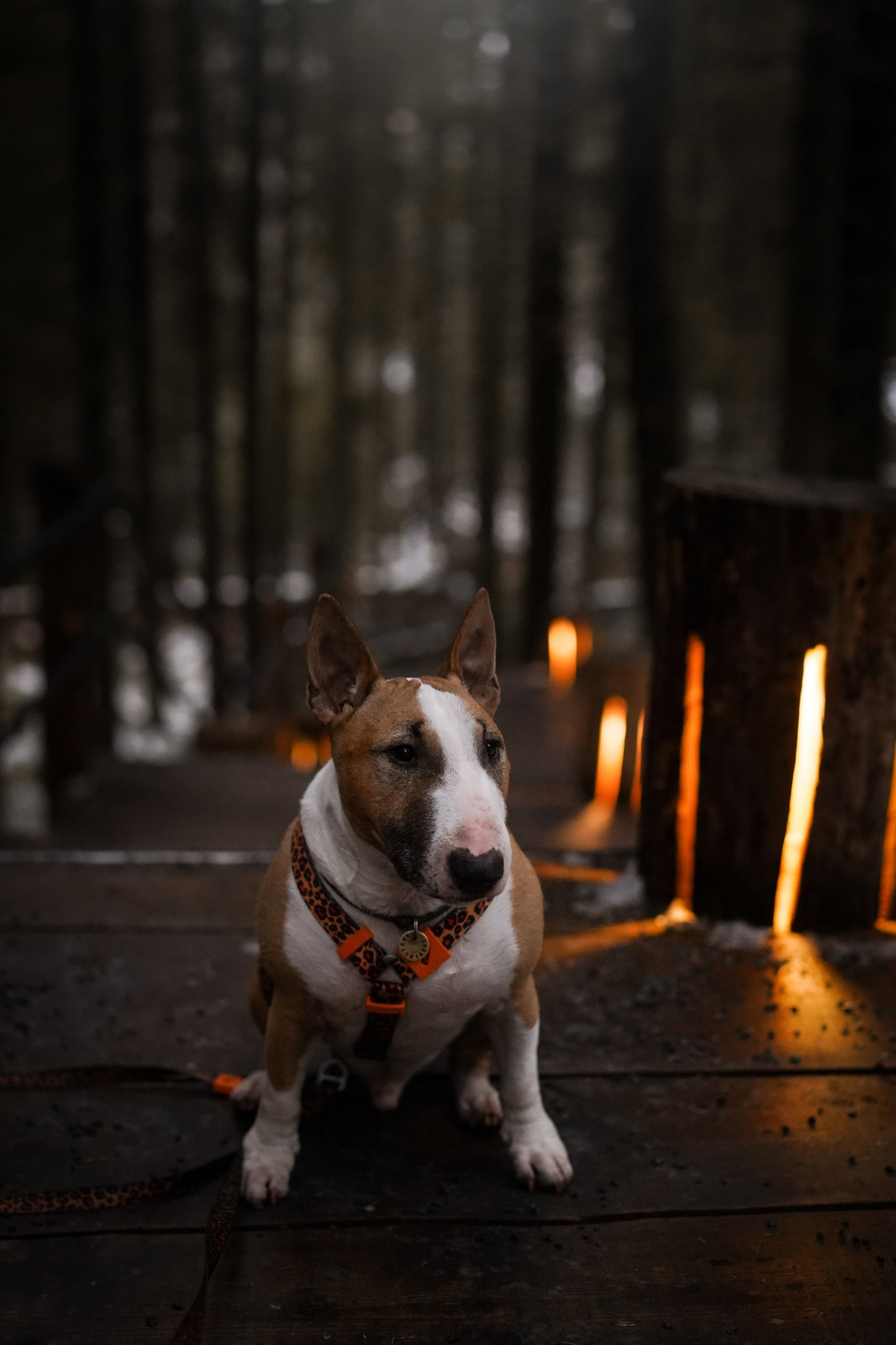 Юни на горе Паасо. Фотограф-анималист в Санкт-Петербурге Яна Мартынова