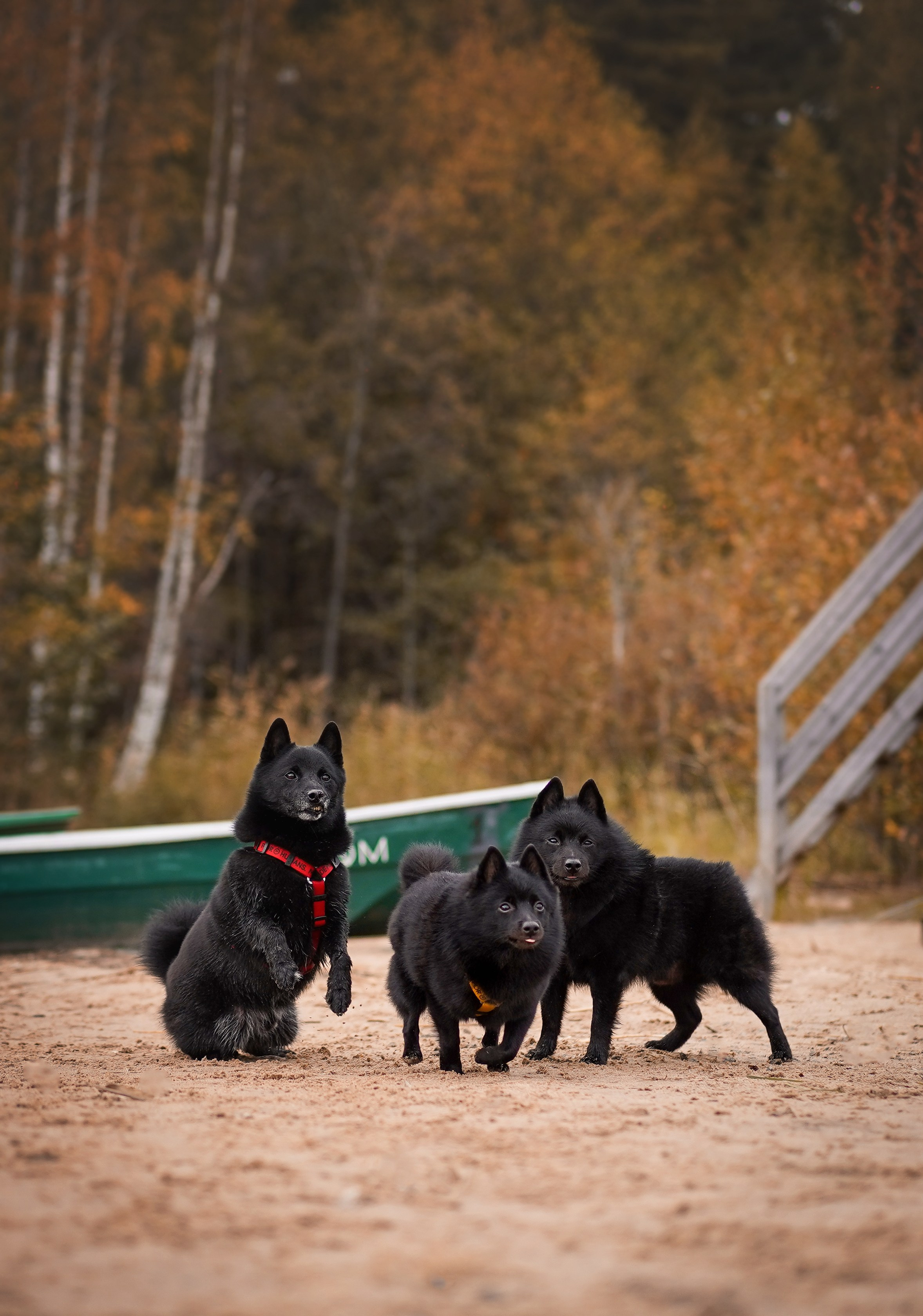 Аня Мишель Арчи и Майкл. Фотограф-анималист в Санкт-Петербурге Яна Мартынова