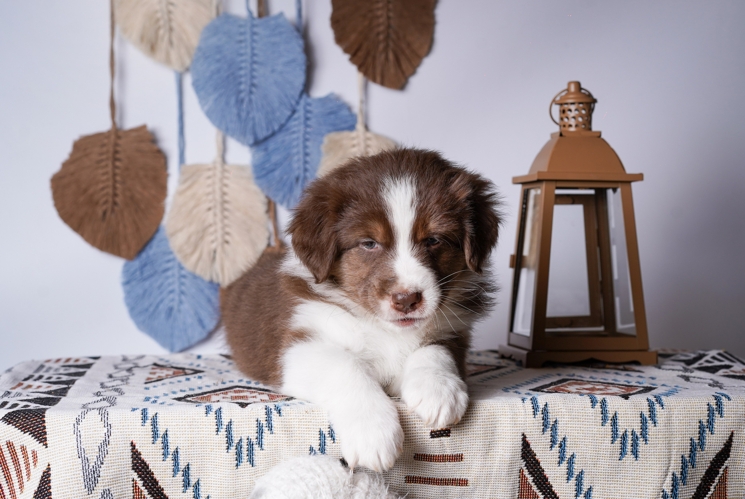 Щенки аусси. Фотограф-анималист в Санкт-Петербурге Яна Мартынова