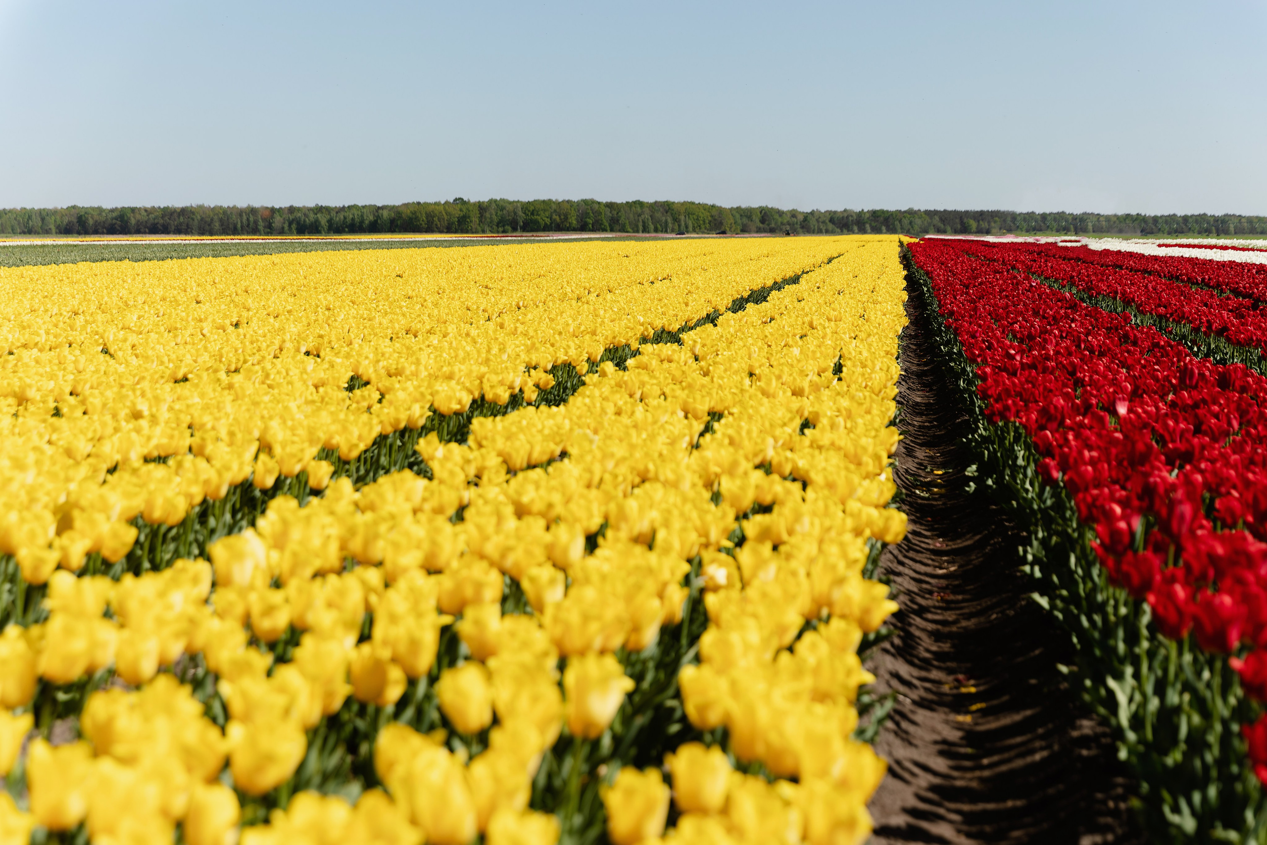 Фотографии с тюльпановых полей Пинск. Репортажный и свадебный фотограф в Минске Шамко Анатолий