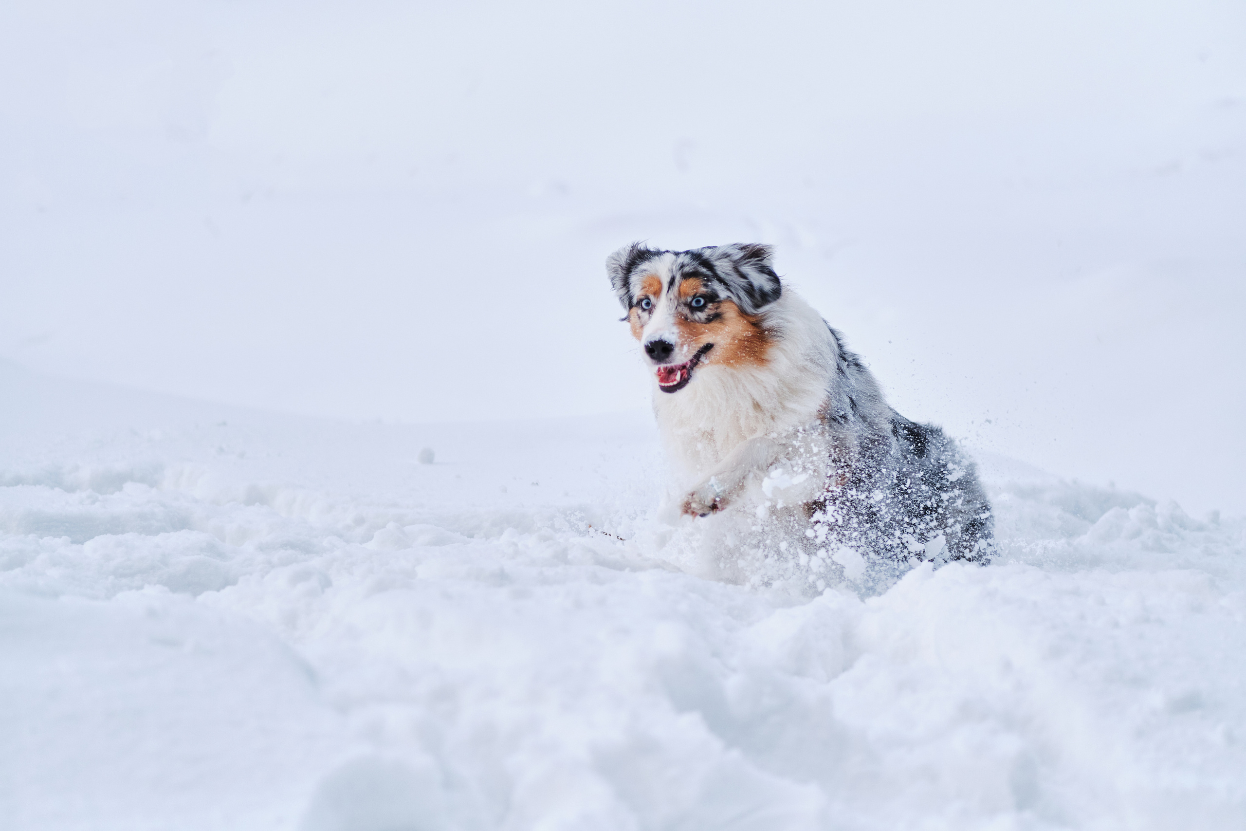 Фото с животными альбом. Фотограф в Москве — Галунина Кристина