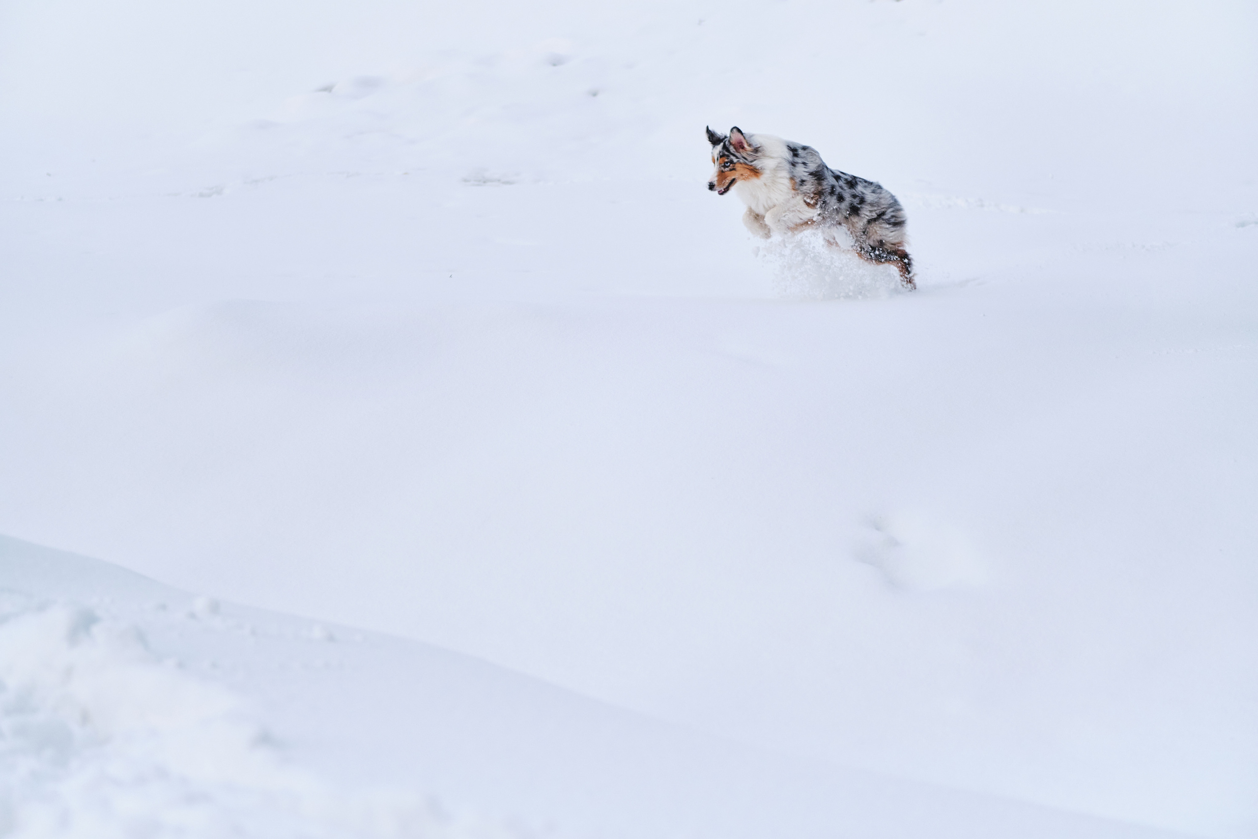 Фото с животными альбом. Фотограф в Москве — Галунина Кристина