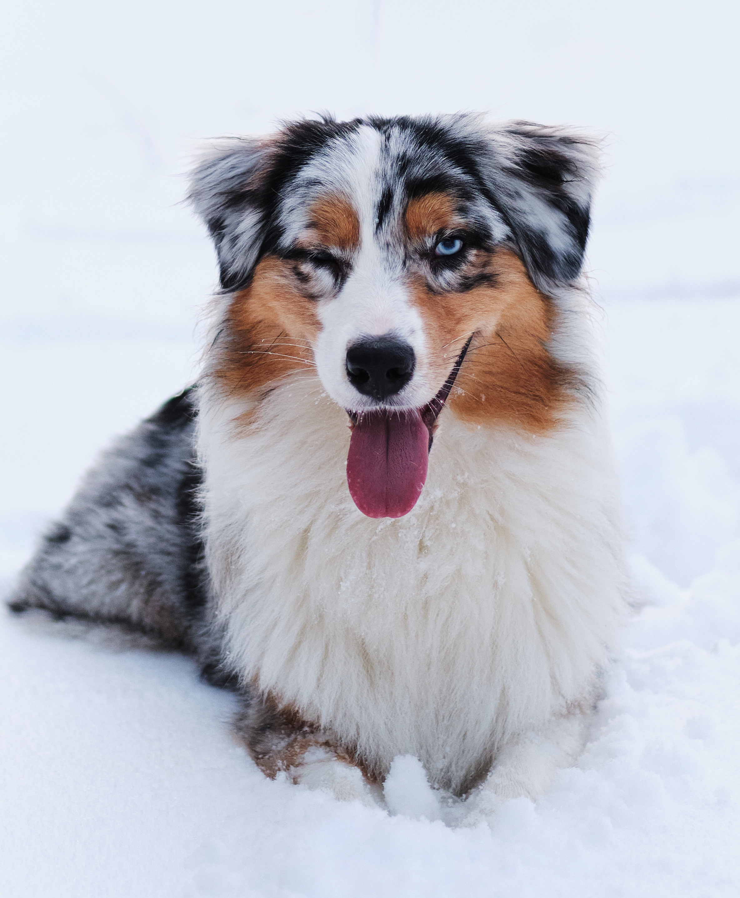 Фото с животными альбом. Фотограф в Москве — Галунина Кристина
