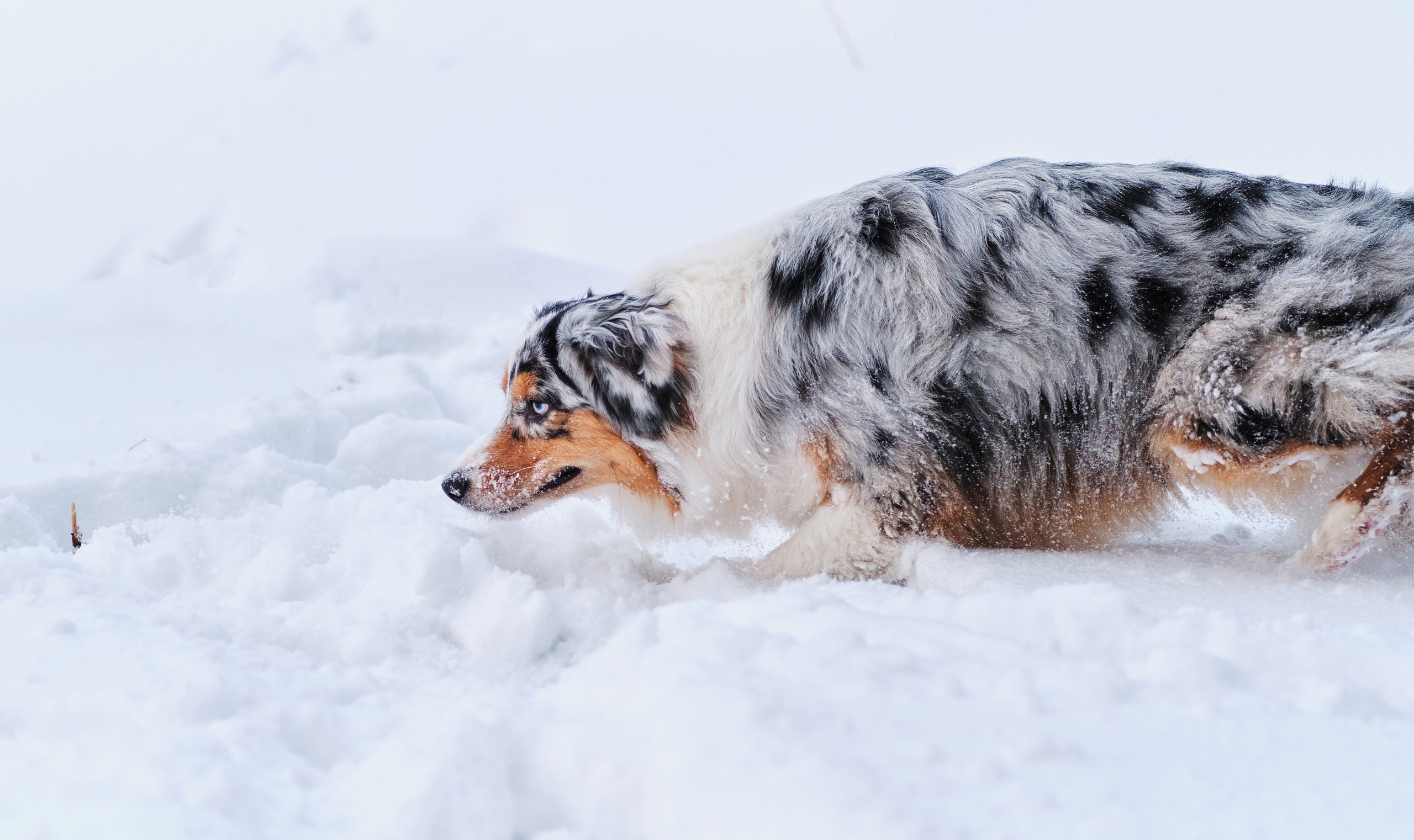 Фото с животными. Фотограф в Москве — Галунина Кристина