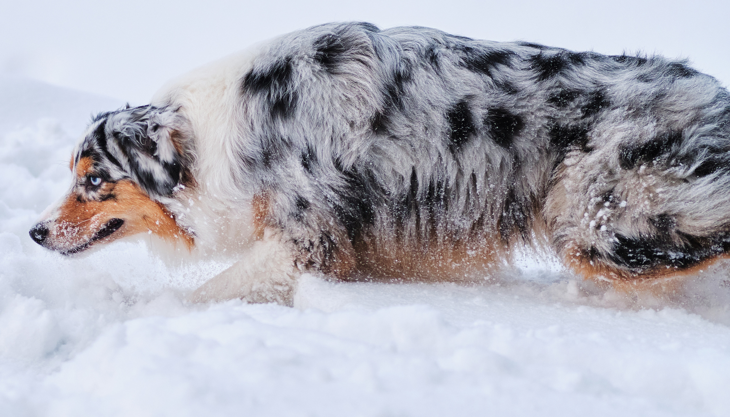 Фото с животными альбом. Фотограф в Москве — Галунина Кристина