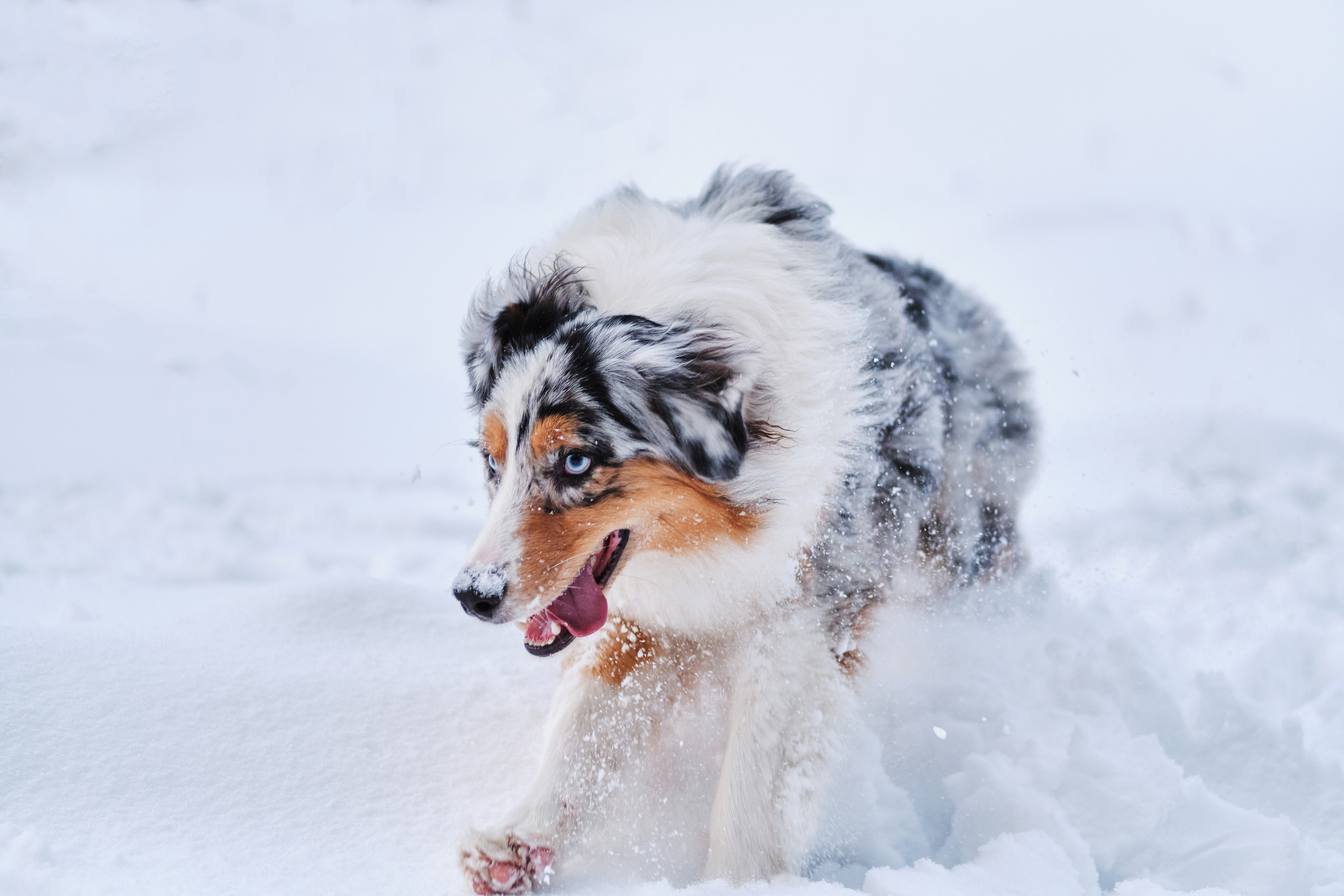 Фото с животными альбом. Фотограф в Москве — Галунина Кристина