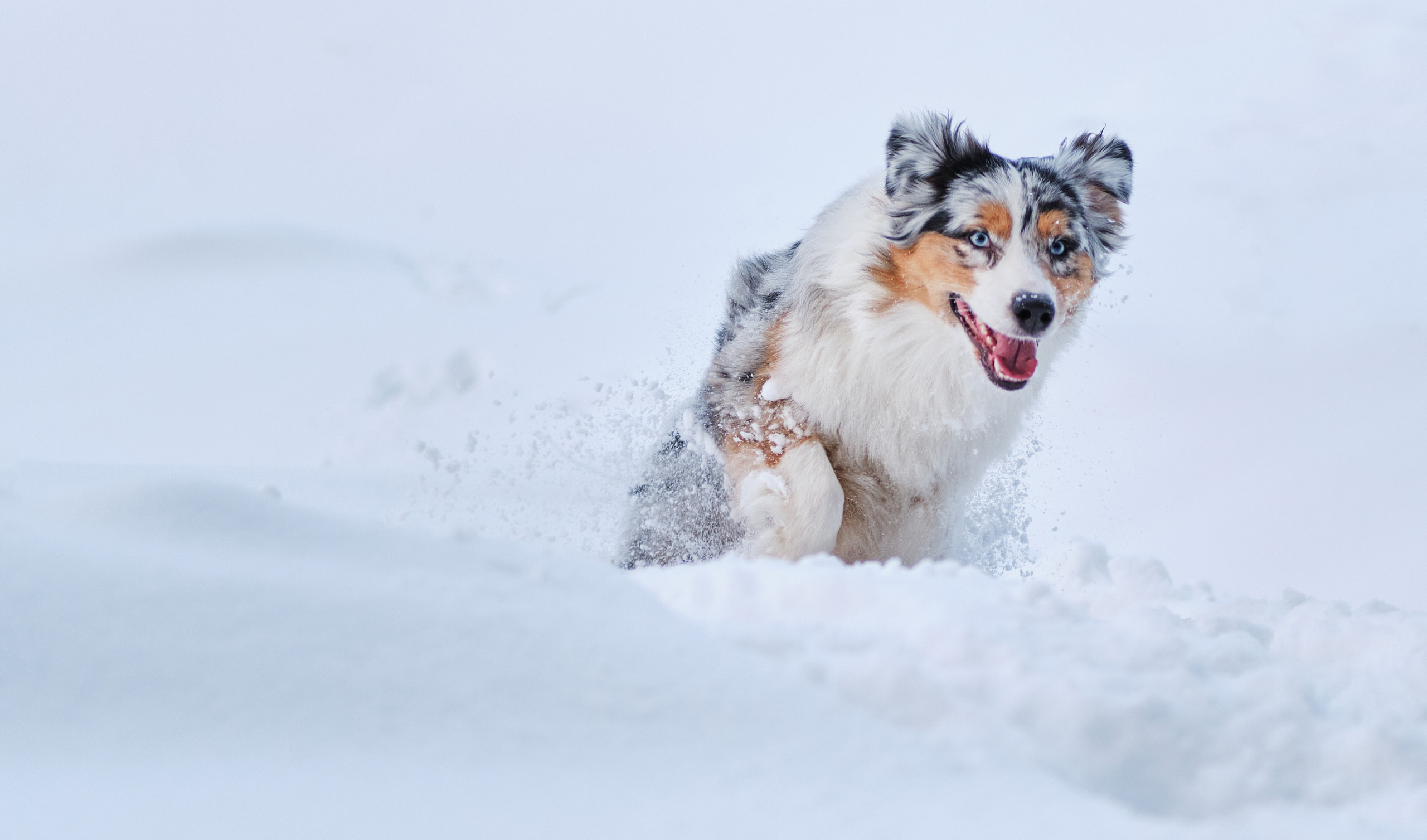 Фото с животными. Фотограф в Москве — Галунина Кристина