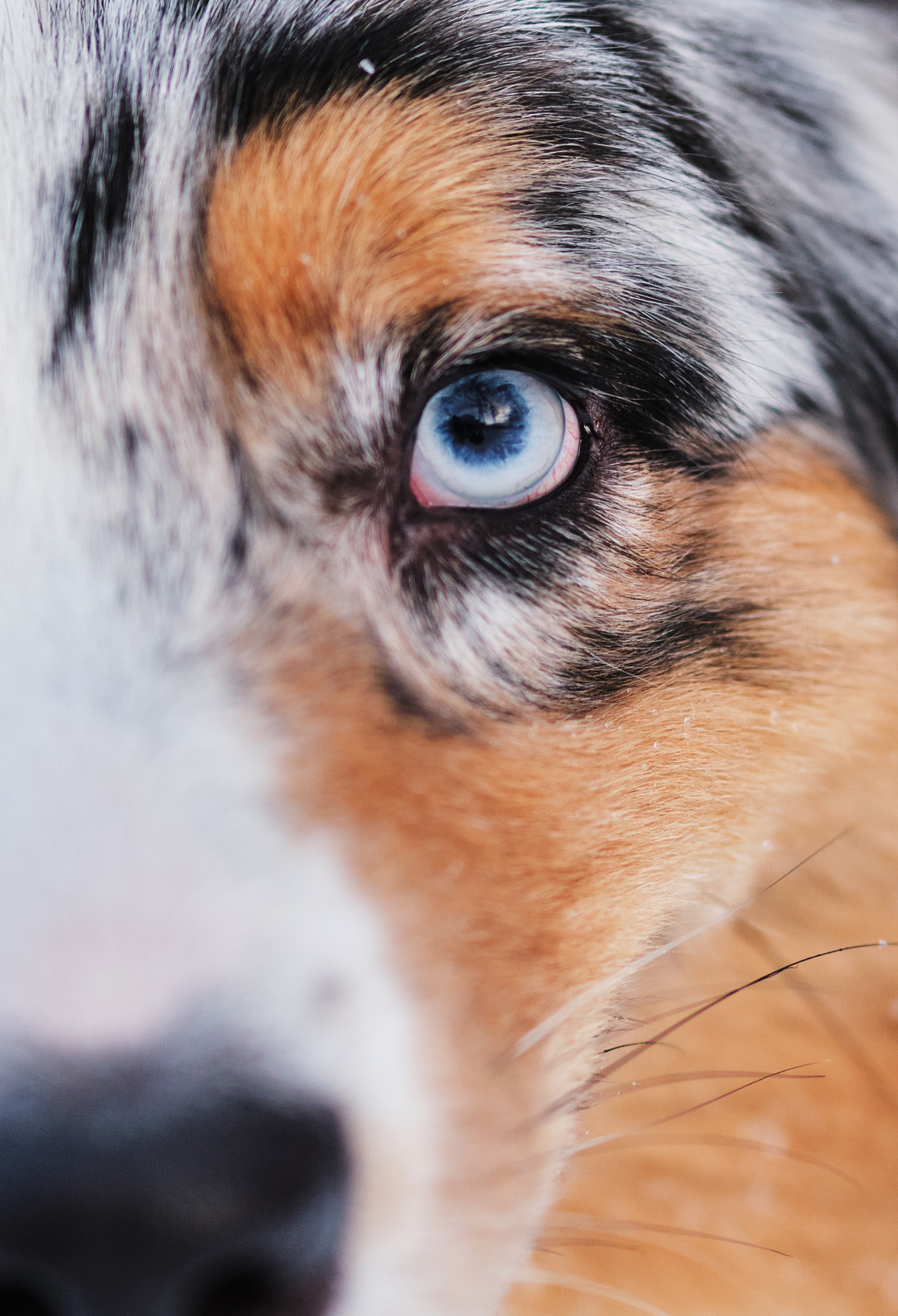 Фото с животными. Фотограф в Москве — Галунина Кристина