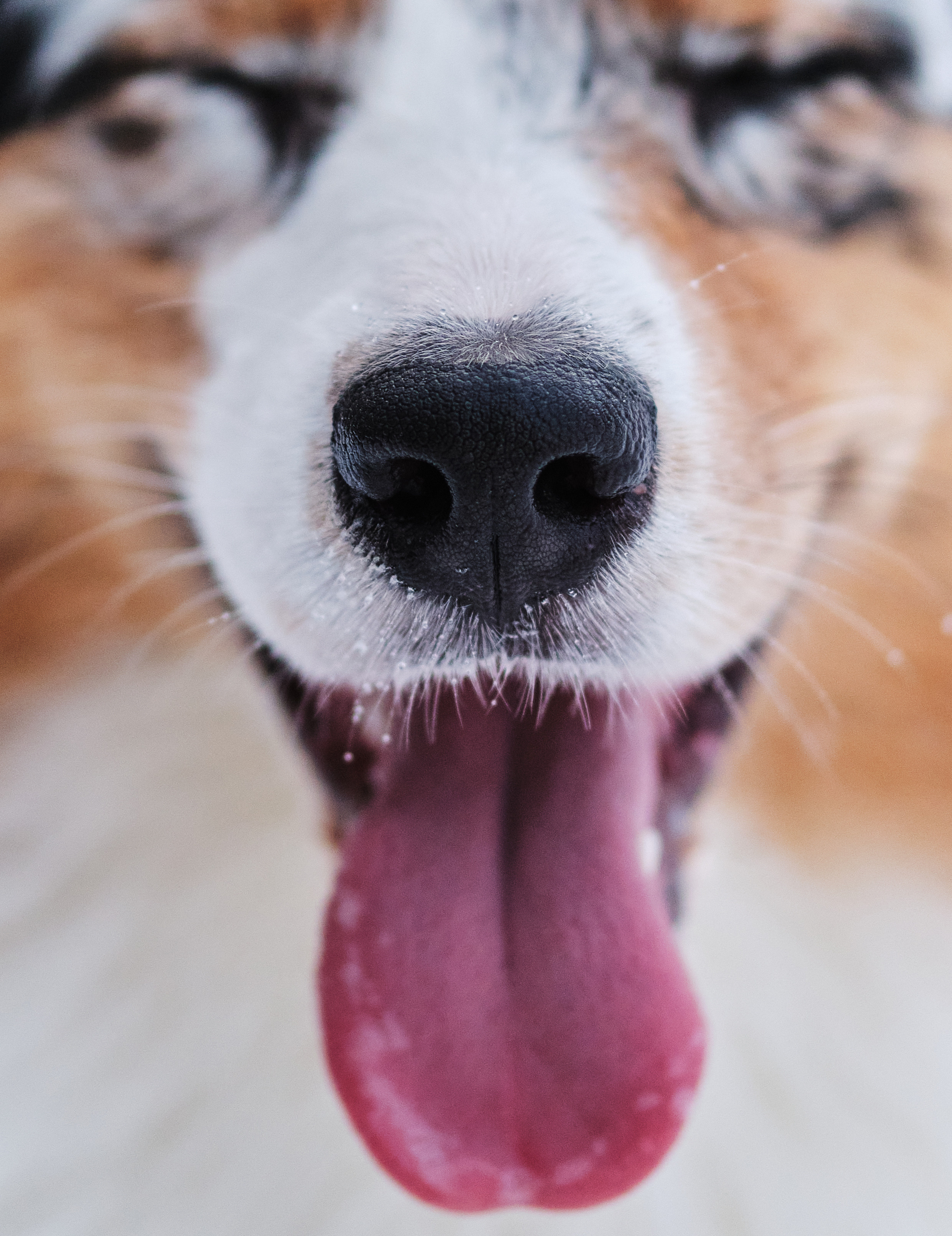 Фото с животными альбом. Фотограф в Москве — Галунина Кристина