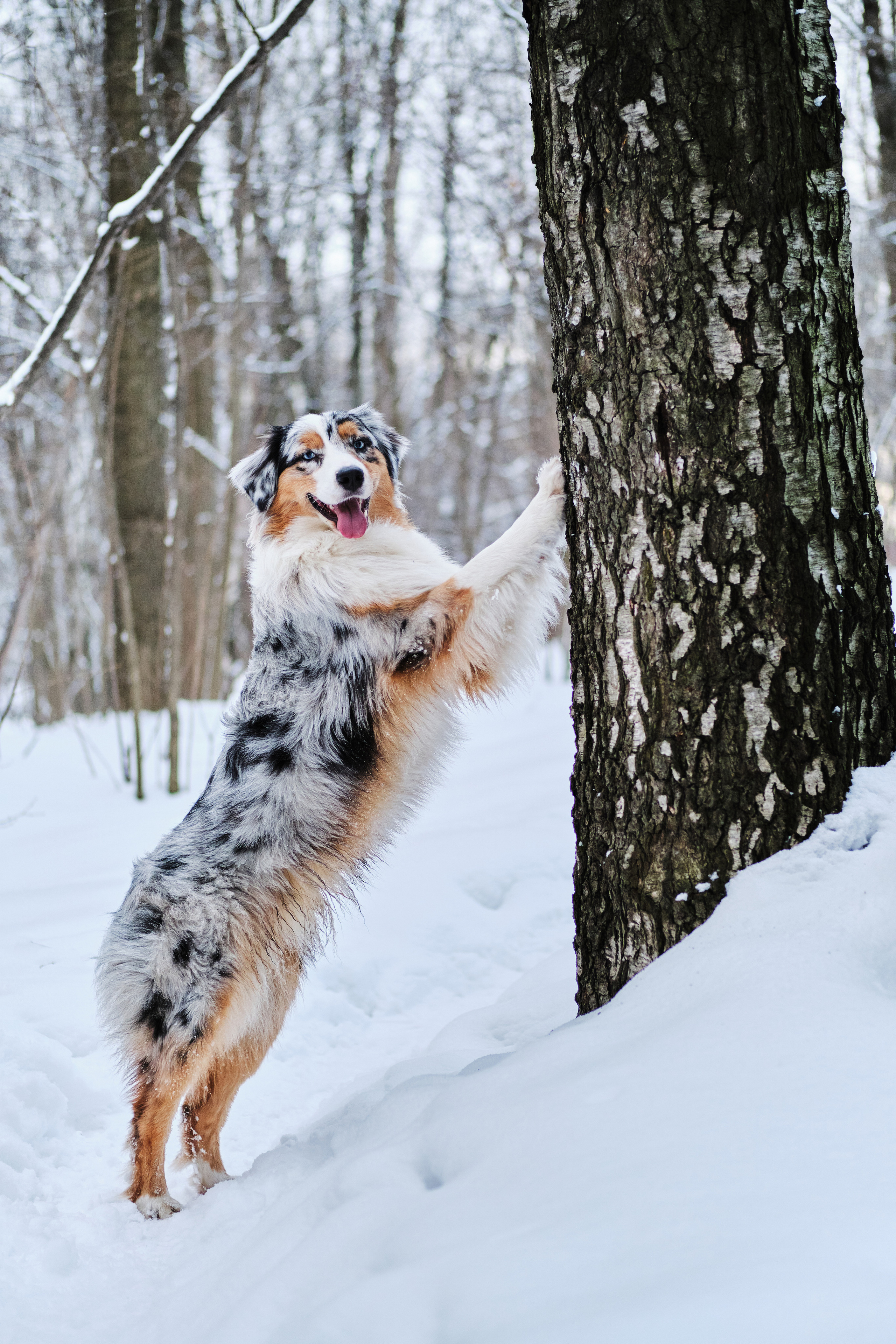 Фото с животными альбом. Фотограф в Москве — Галунина Кристина