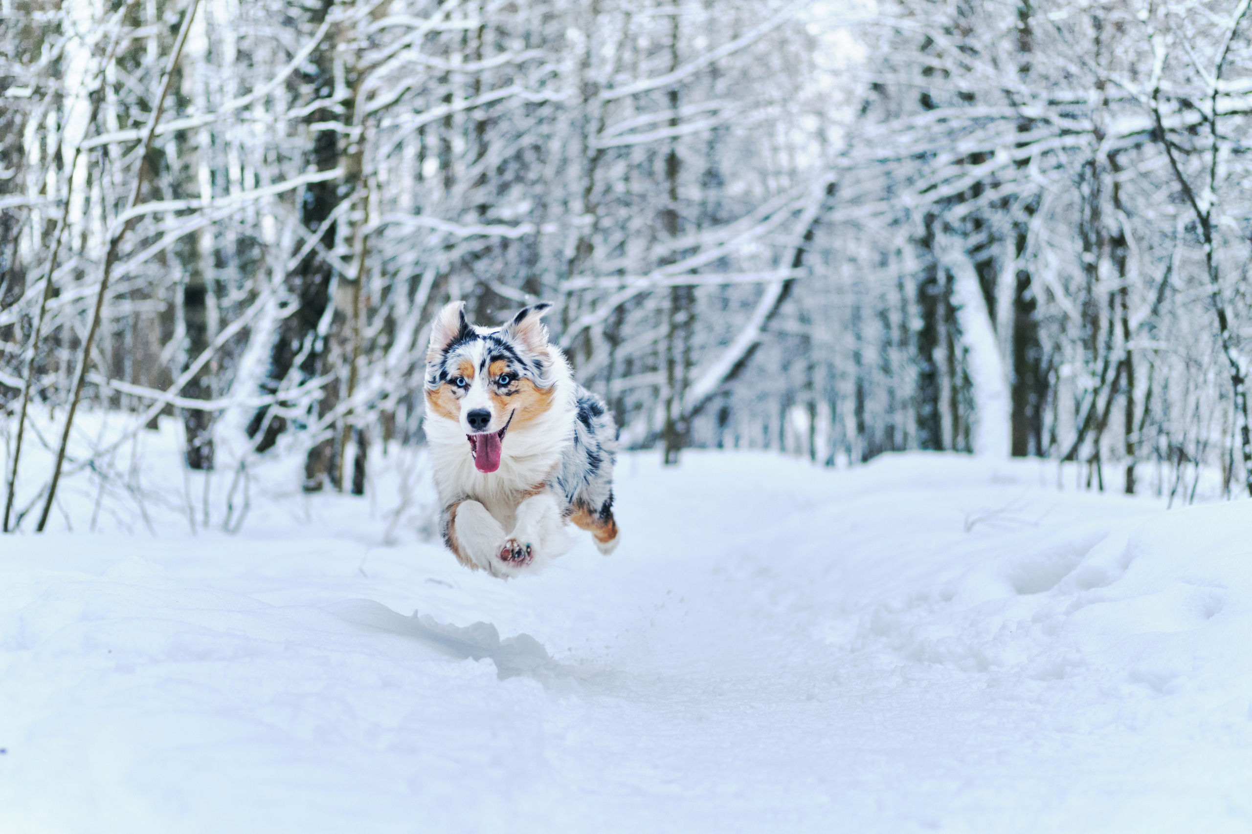 Фото с животными альбом. Фотограф в Москве — Галунина Кристина