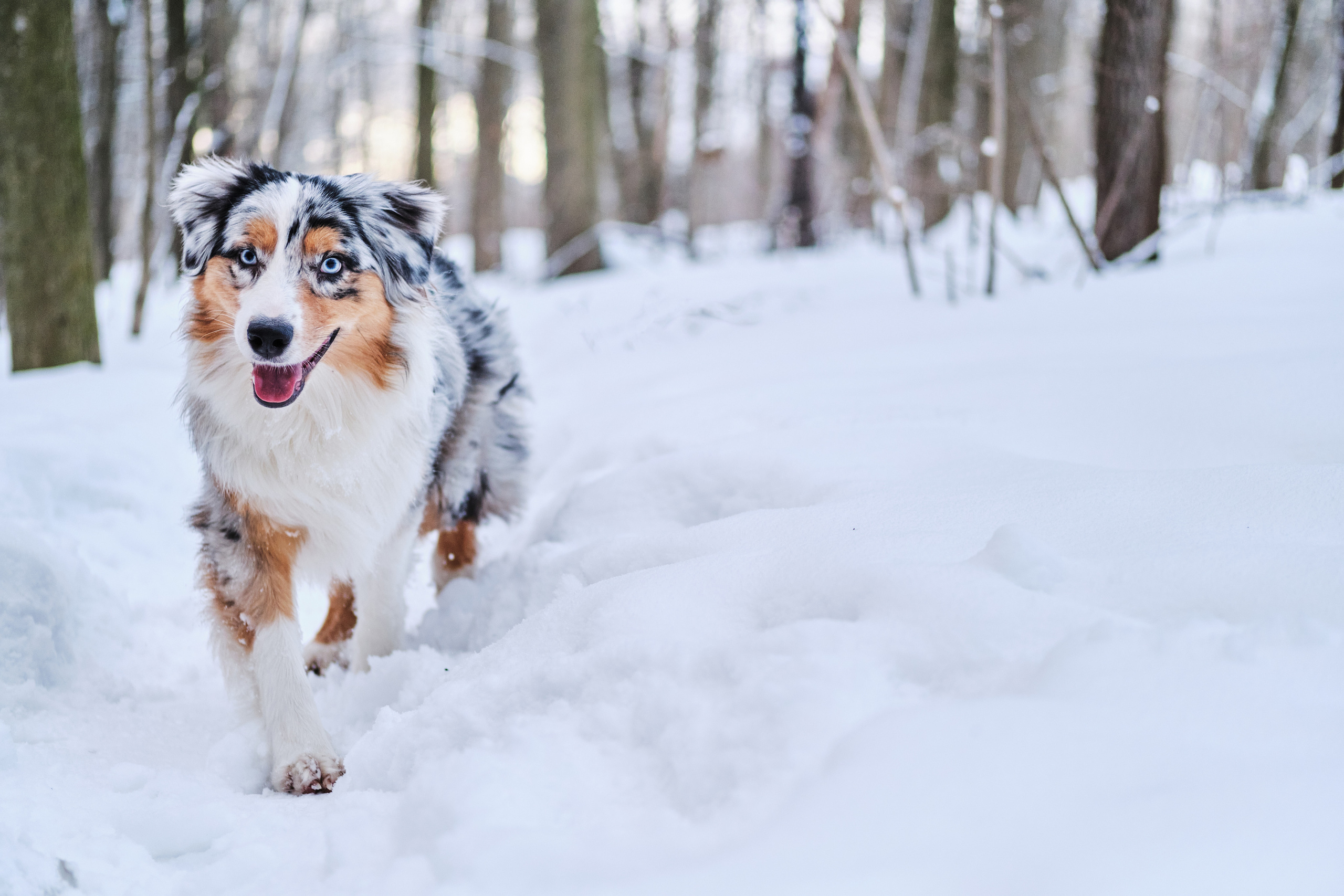 Фото с животными альбом. Фотограф в Москве — Галунина Кристина