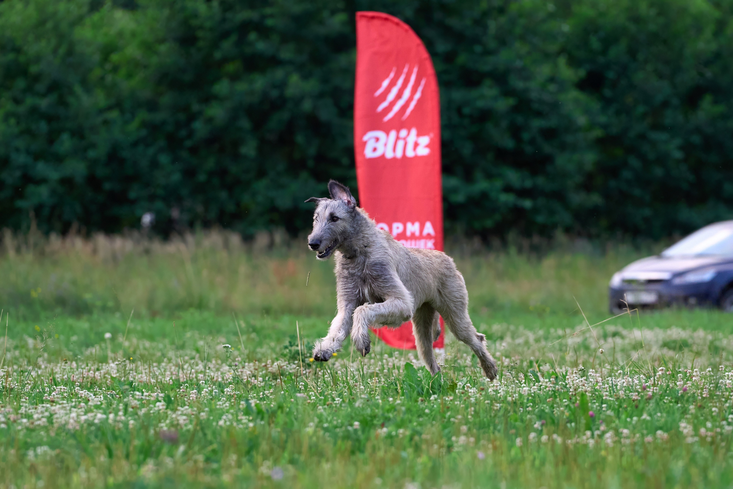 Тренировка по курсингу в Донино. Фотограф-анималист Михаил Манухин