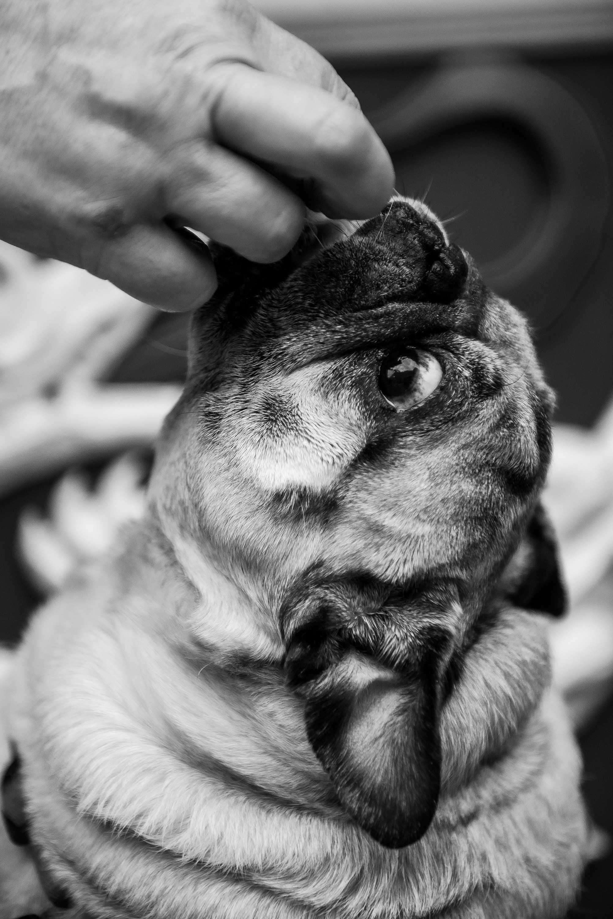 Ольга и Потапум. Прогулка к чайному дому. Семейный Фотограф в Москве Ирина Хохлова