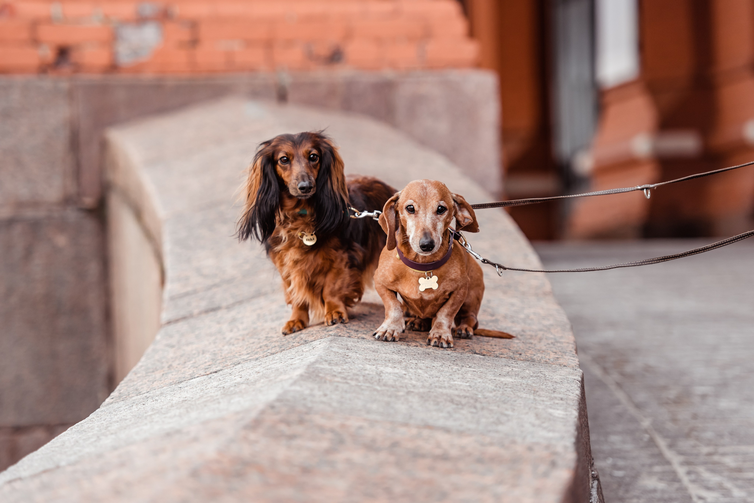 Таксы на Красной площади. Семейный Фотограф в Москве Ирина Хохлова