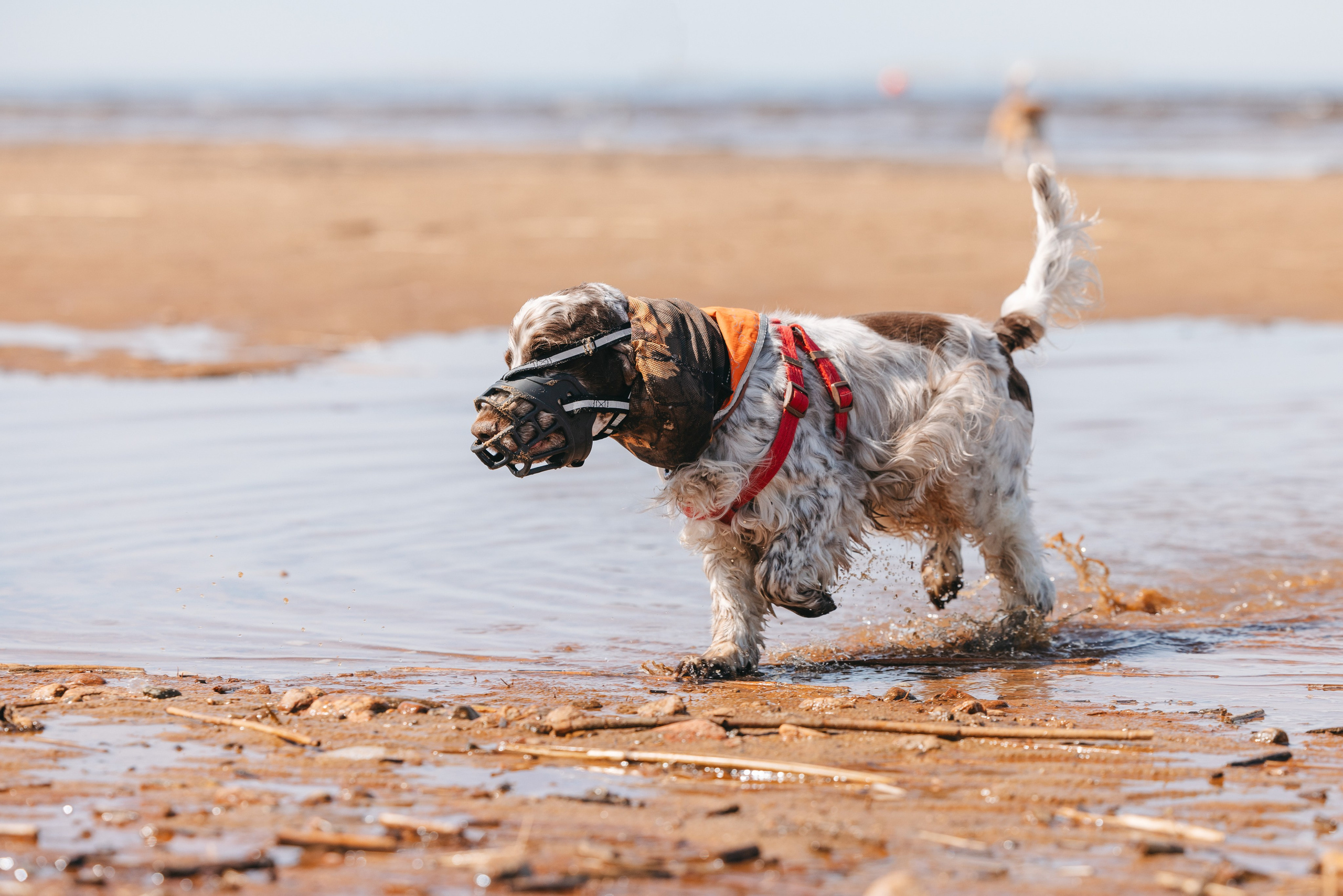 Спанимания. Фотограф анималист Осипчикова Мария