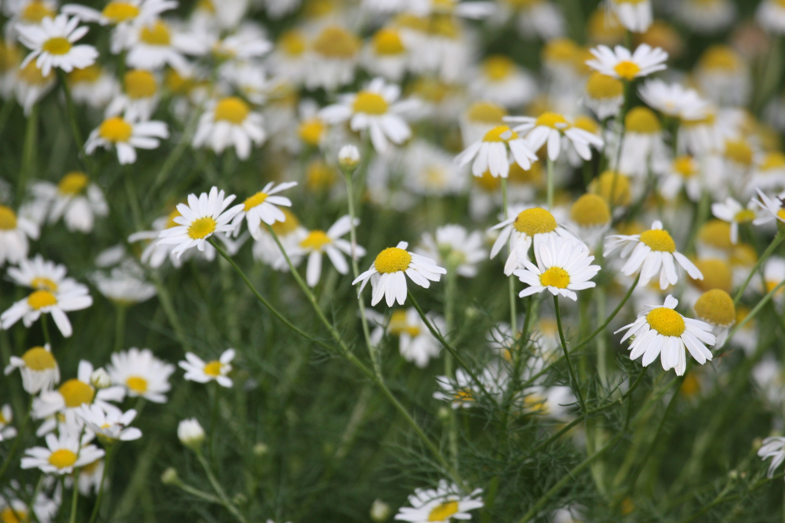 Фото Природы Забайкалья. Студия Максима Белослюдцева