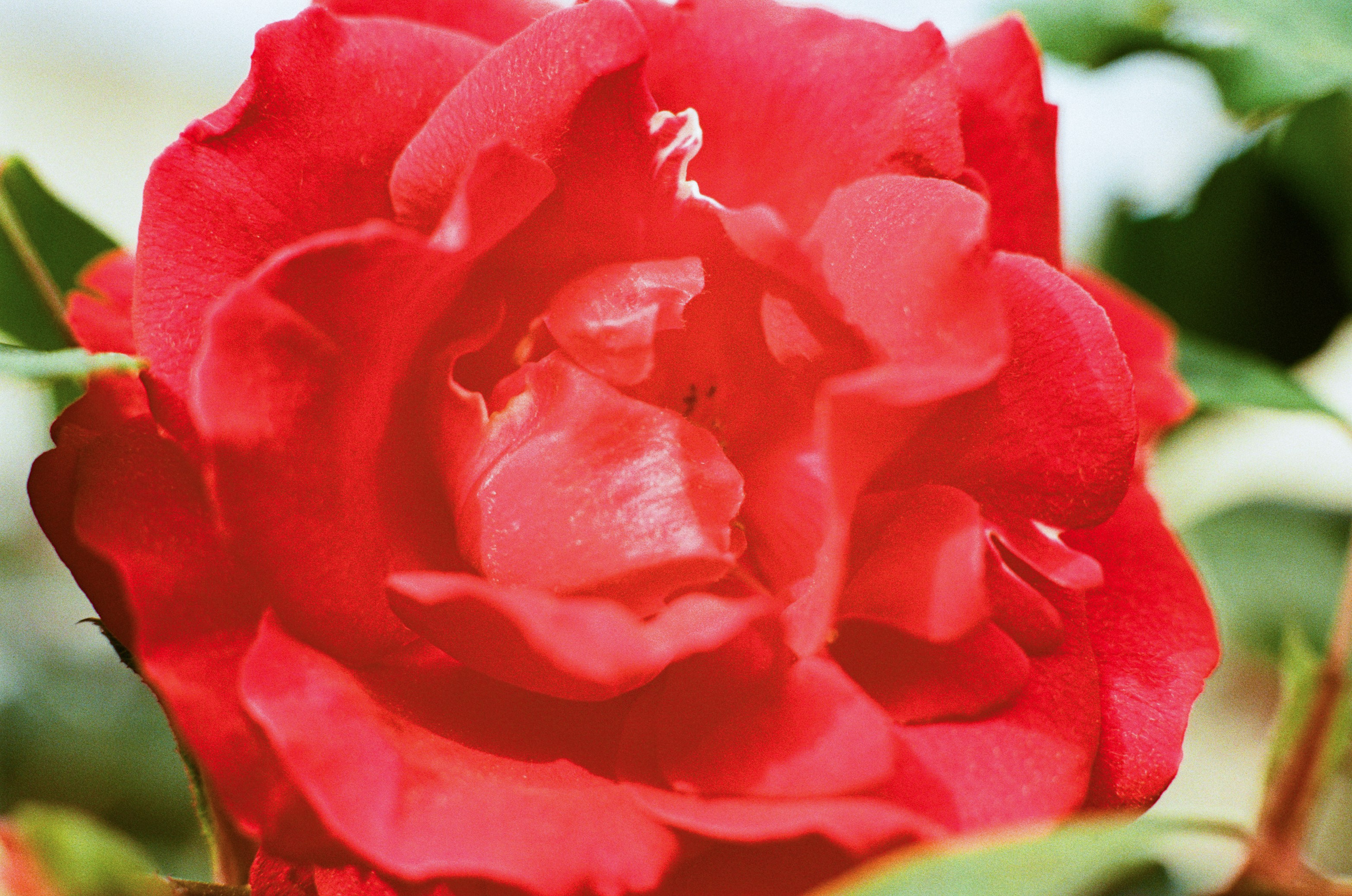 Point of no reply // ukraine, crimea VI. EVER EXPOSED