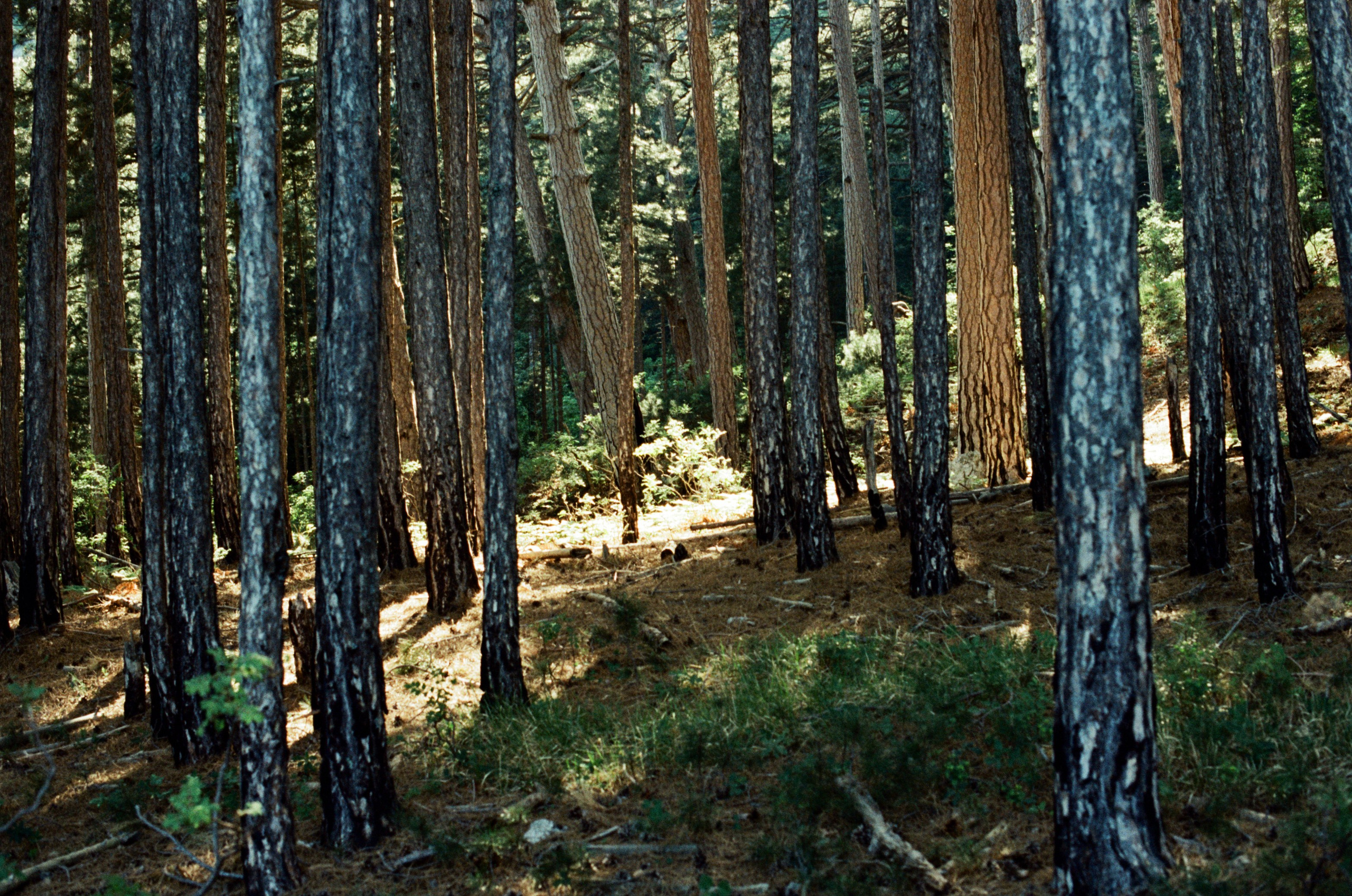 Silver strings // ukraine, crimea VIII. EVER EXPOSED