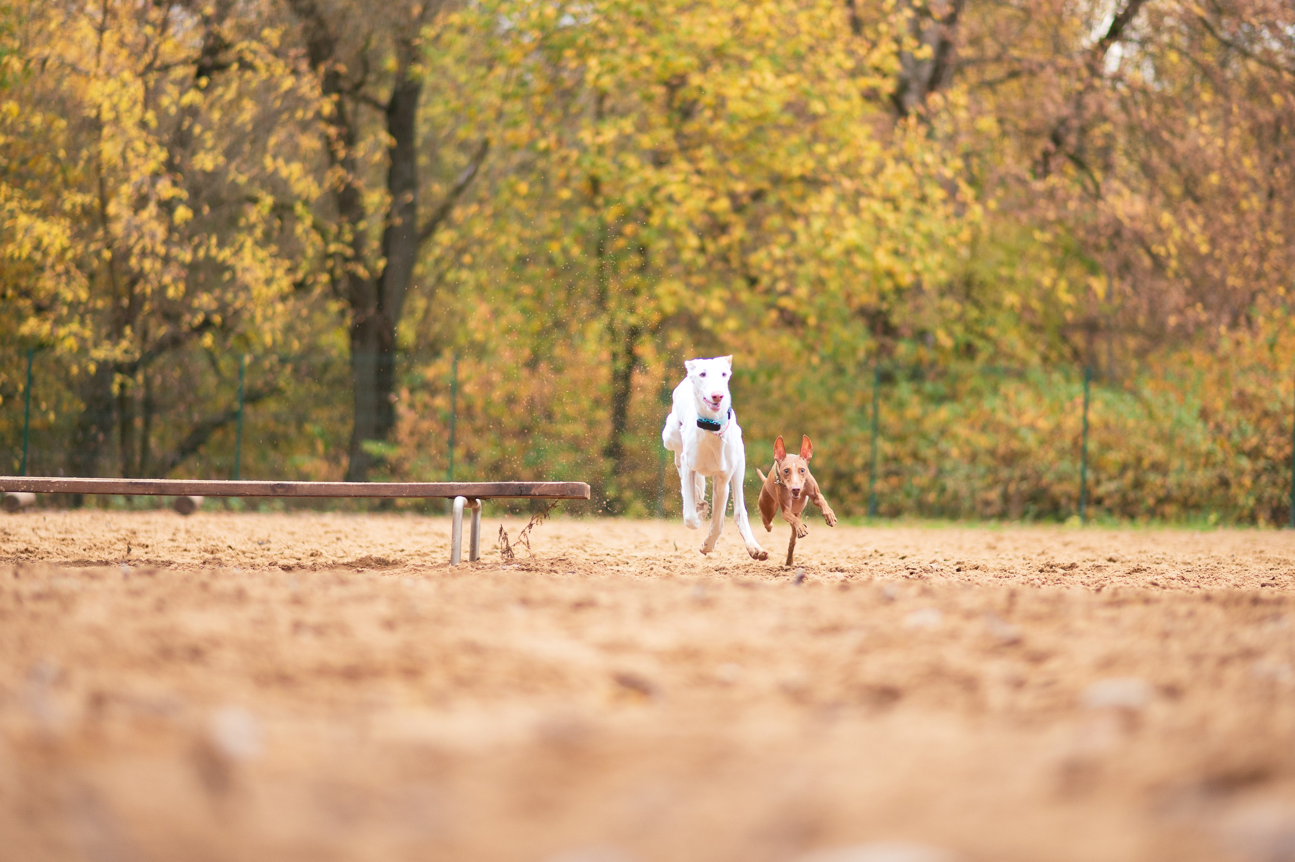 Питомцы. Портретный фотограф в Москве Полина Старцева