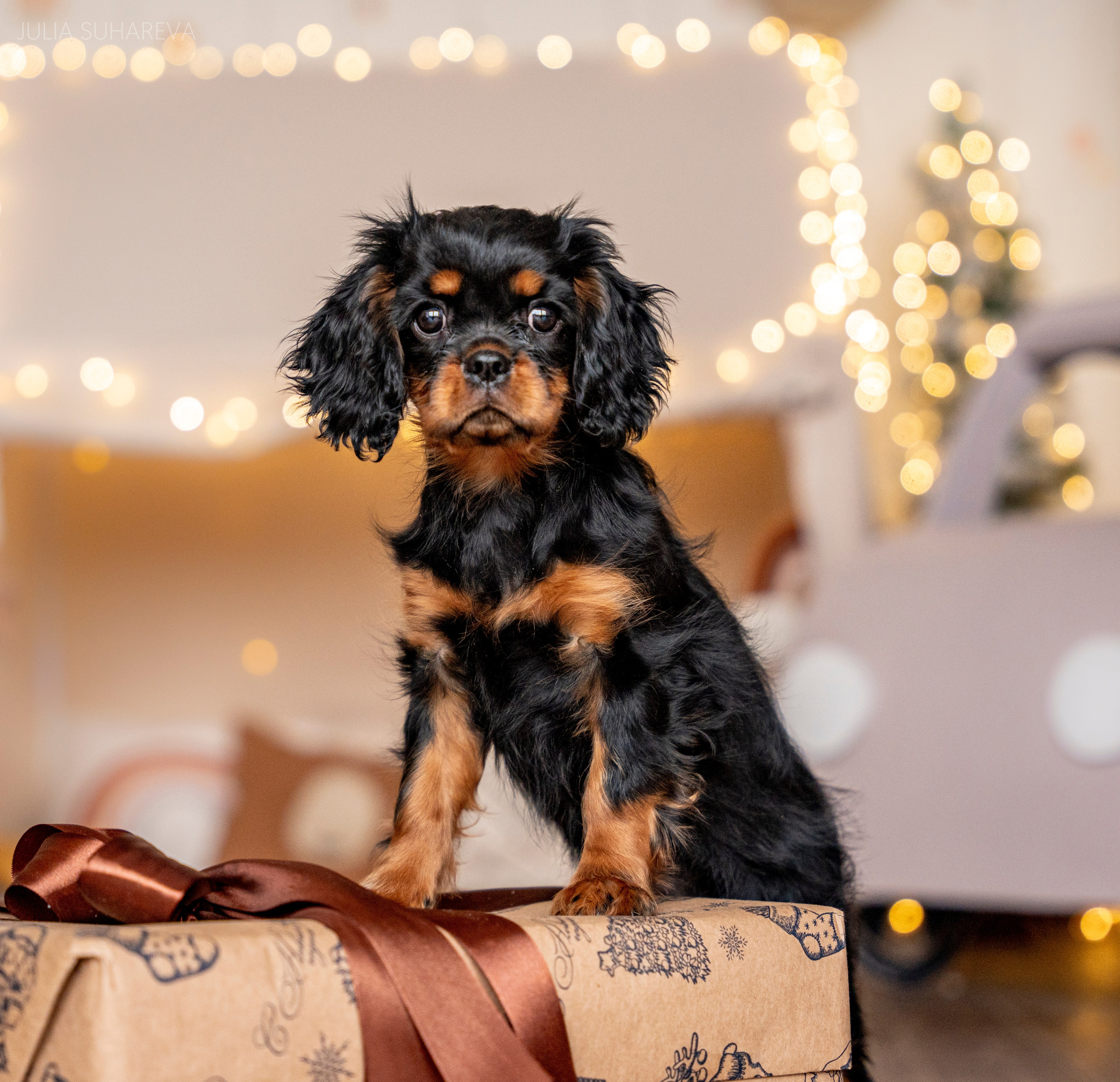 Щенки Кавалер кинг-чарльз-спаниель (Новый год). Главная