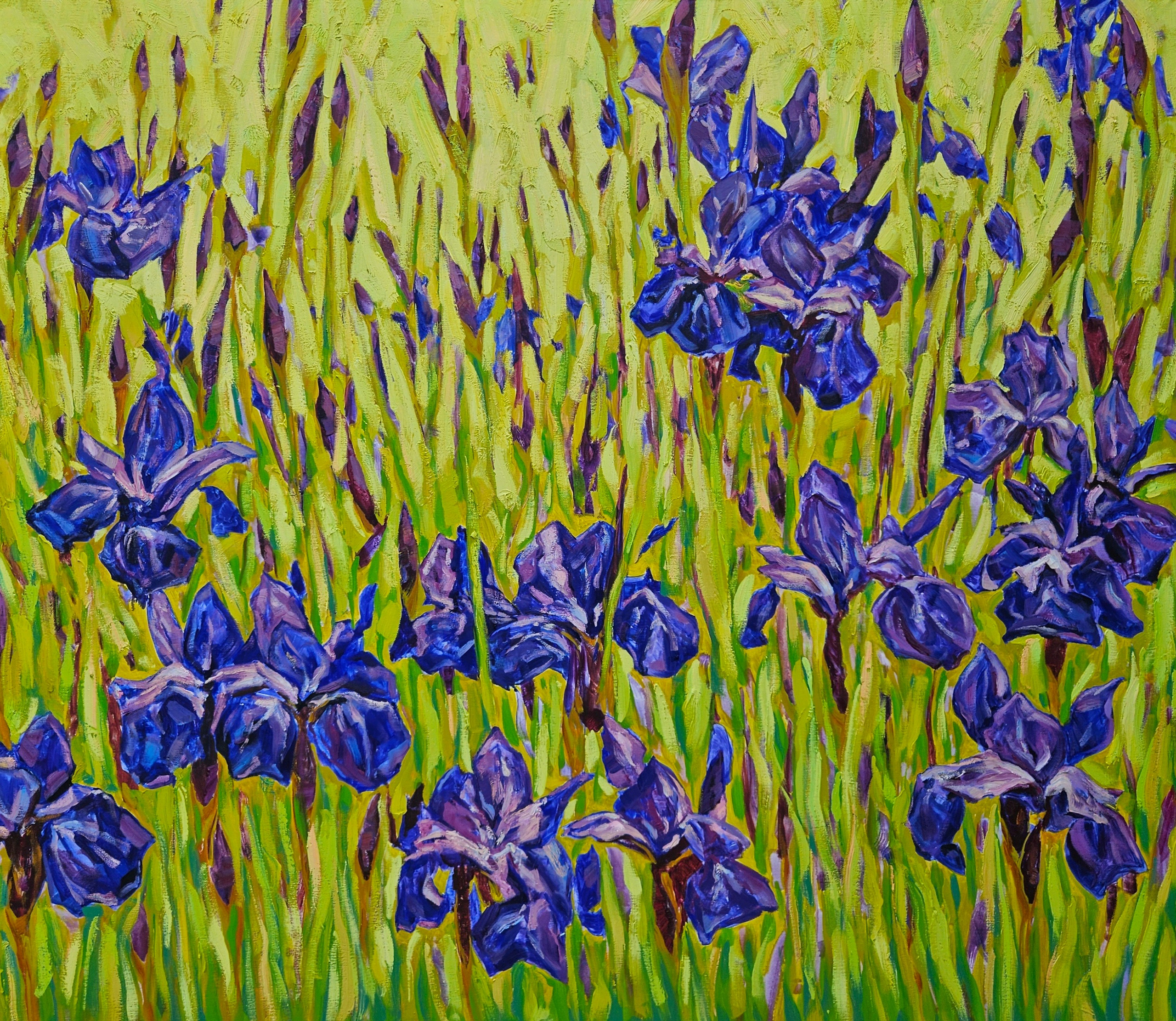 Ирисы, цветы, весна