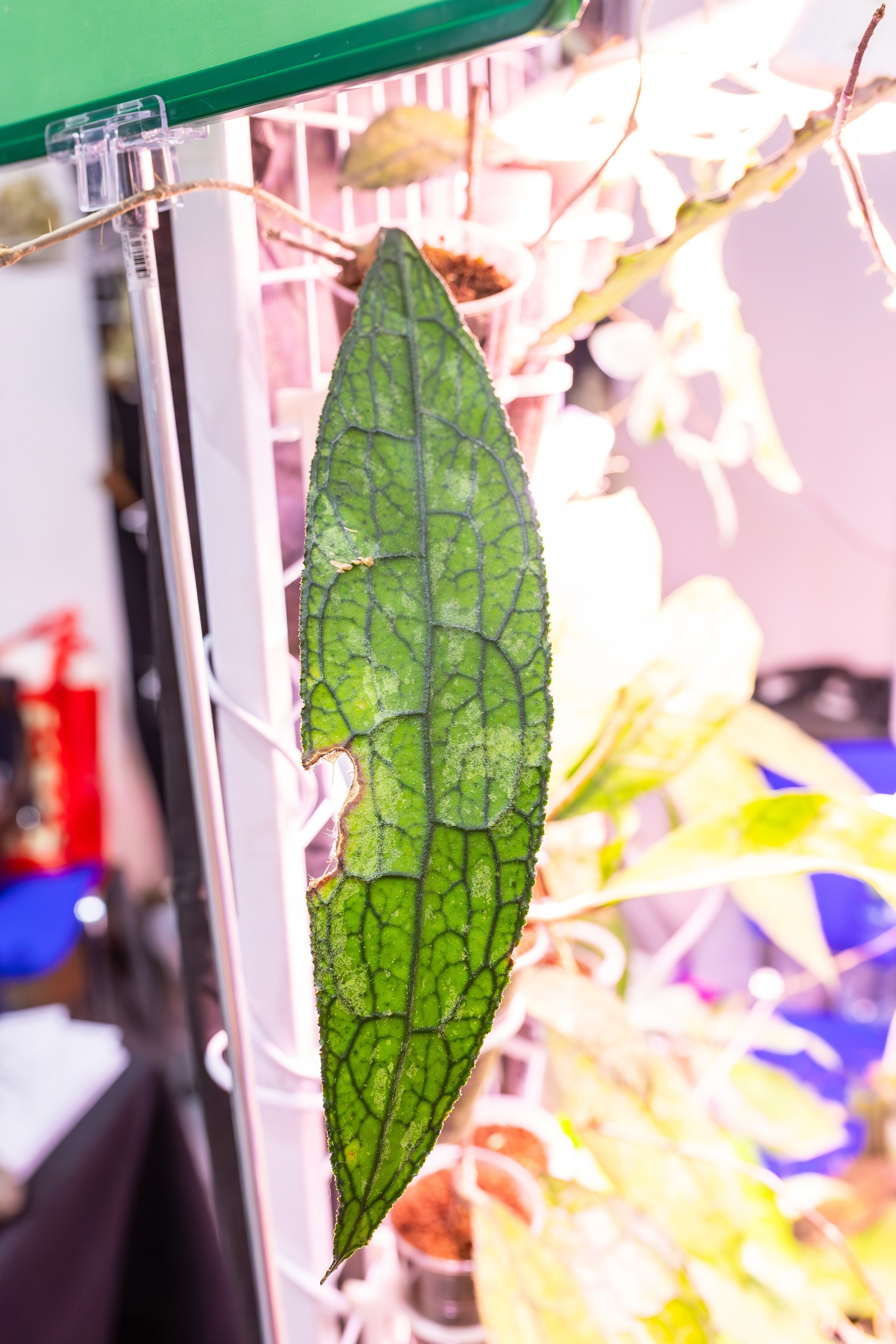 Орхидиум сентябрь 2025. Александра Куликова фотограф, Москва