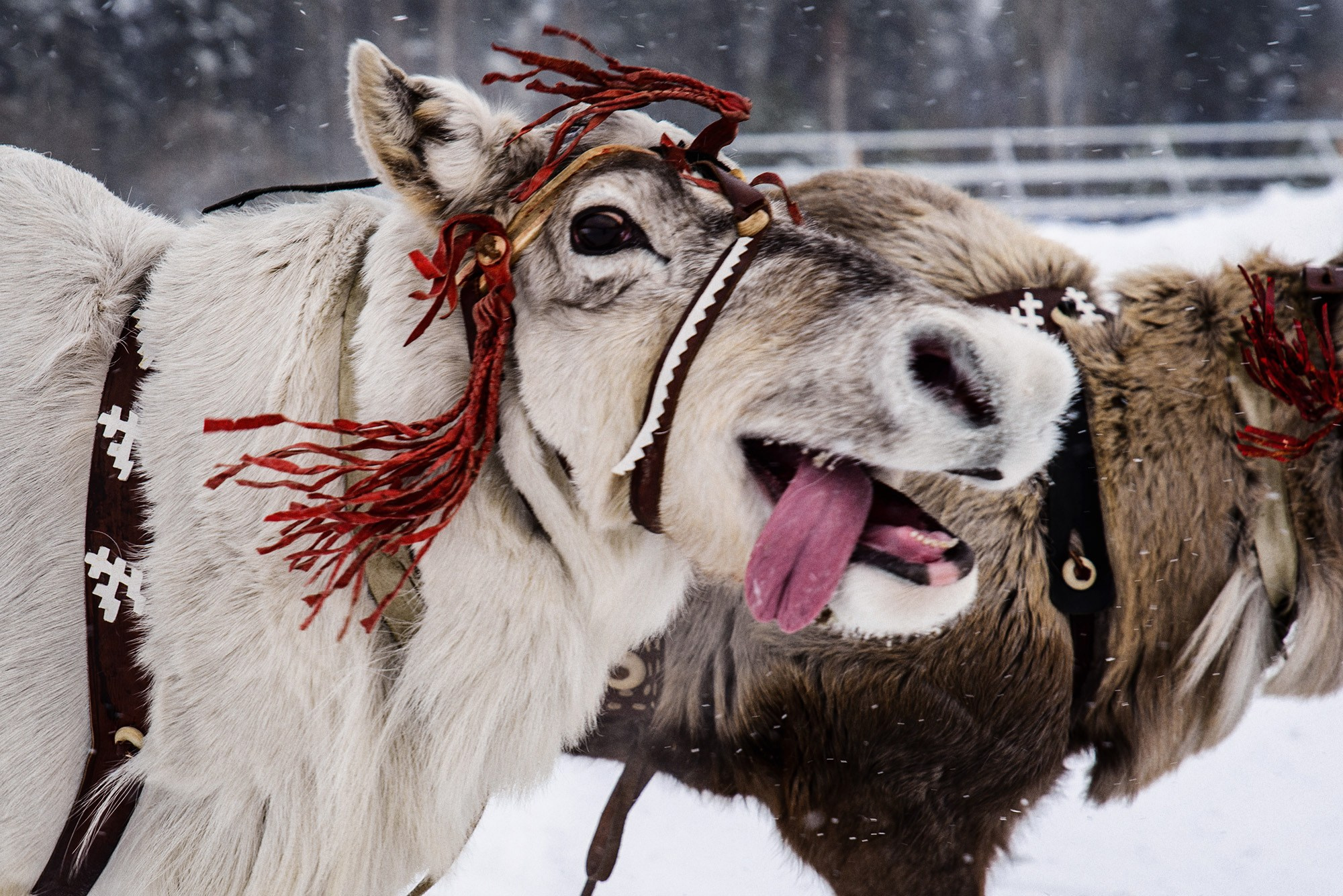 Конкурс оленеводов. Фотограф в Ханты-Мансийске Евгений Жуланов