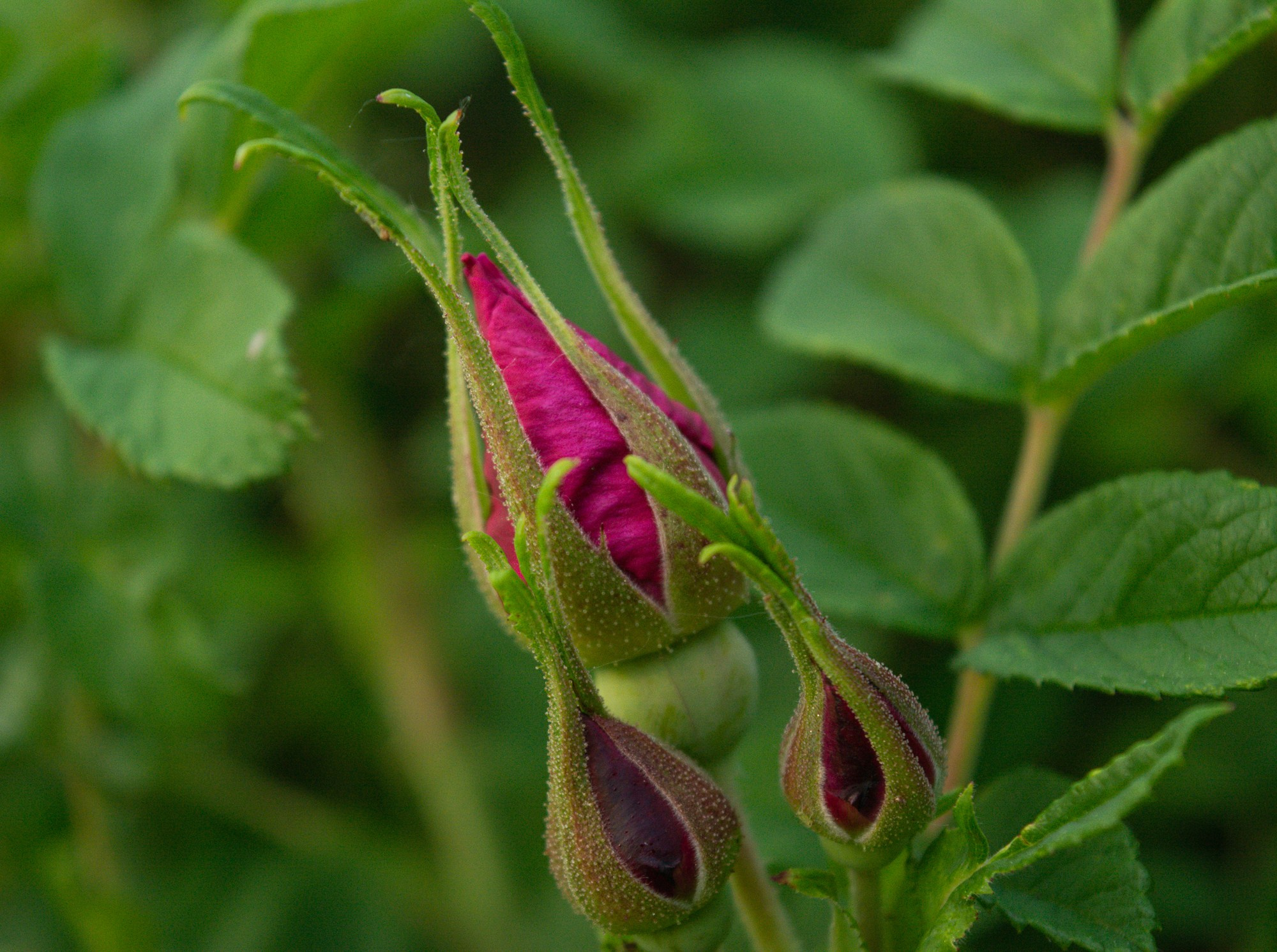 Разное. Репортажный фотограф г. Чита