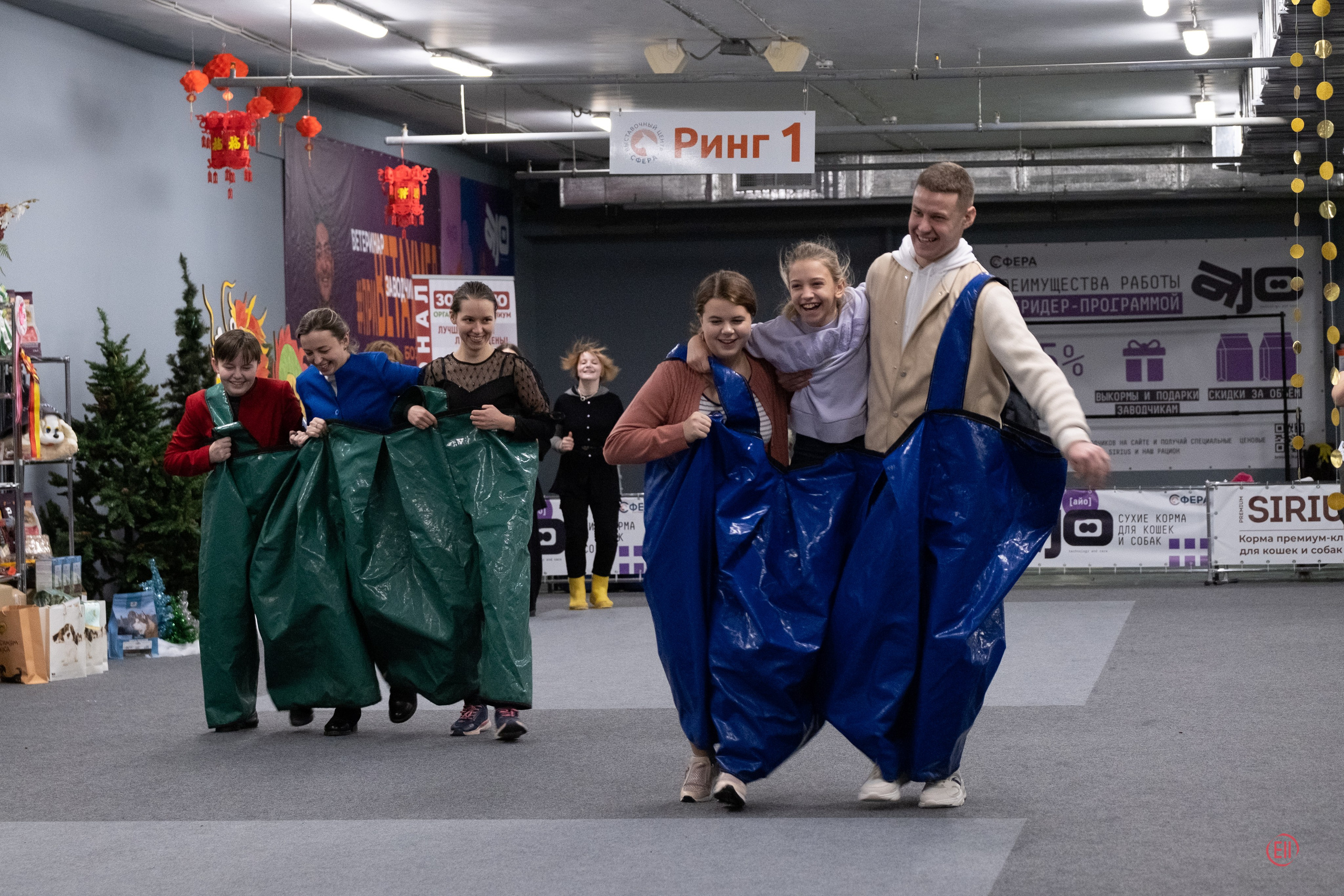 Праздник породы «Яркий мир китайских хохлатых собак». Питомник китайских хохлатых собак Poale Ell: купить щенка