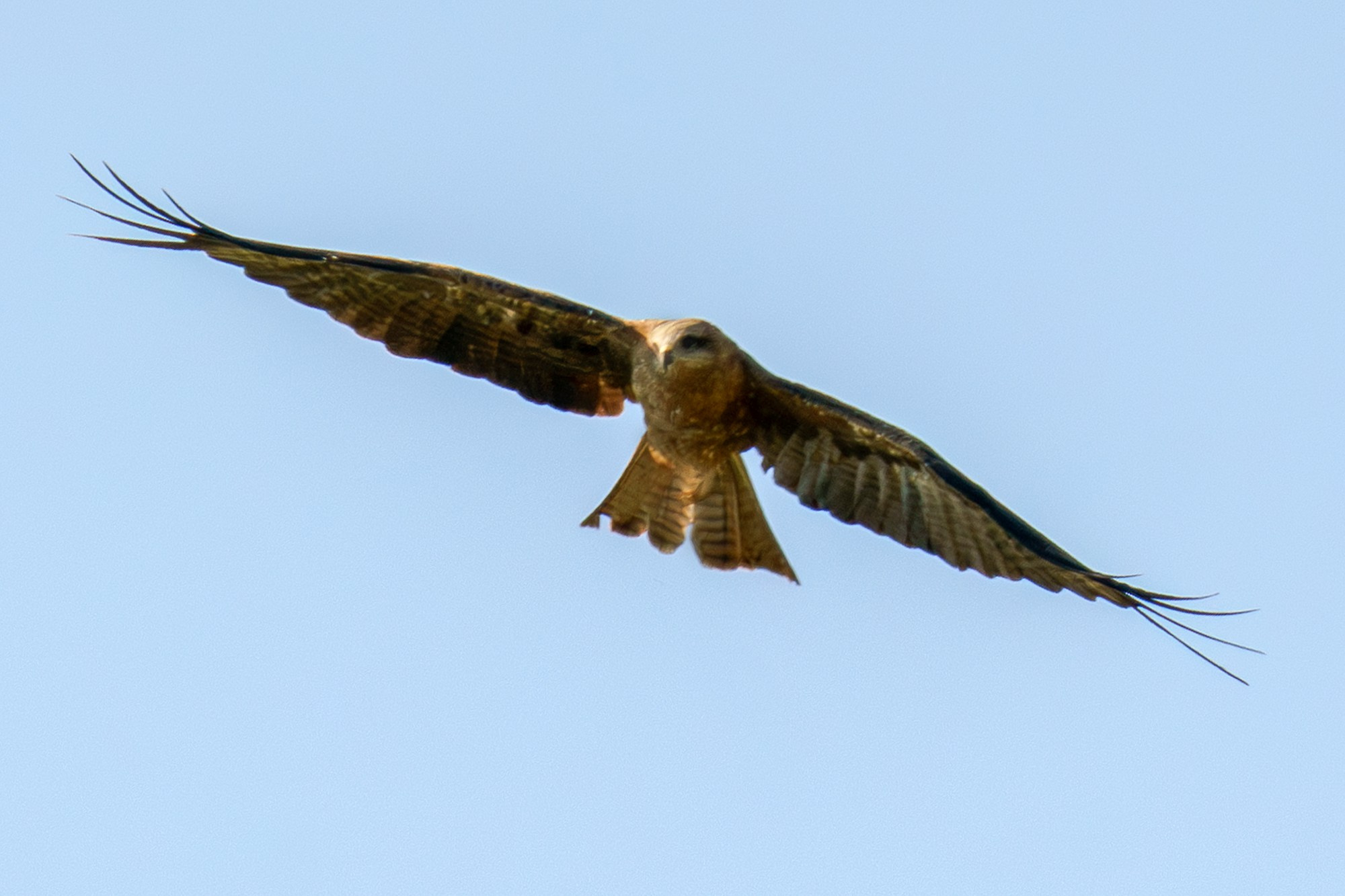 Удивительные мир птиц. Вокруг нас столько прекрасного — присмотритесь!. Ваш личный фотограф Марина Волкова