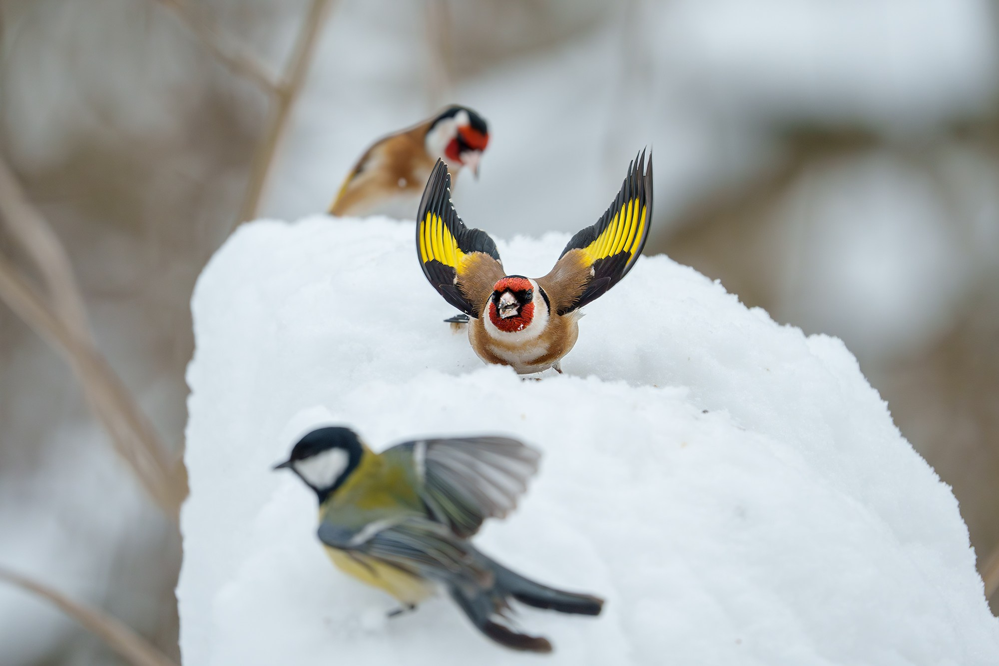 Удивительные мир птиц. Вокруг нас столько прекрасного — присмотритесь!. Ваш личный фотограф Марина Волкова