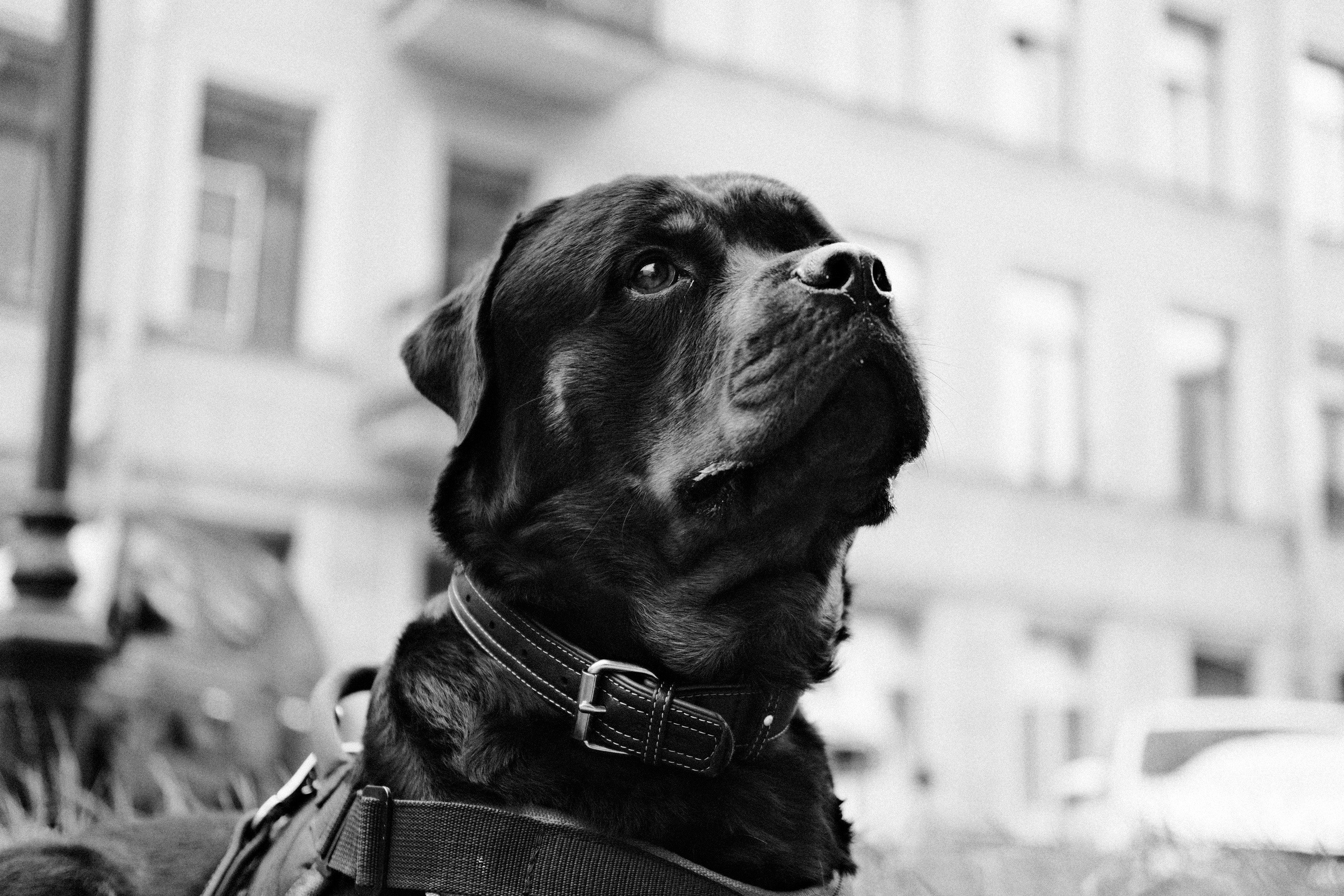 Кошки и собаки. Михаил Долганов