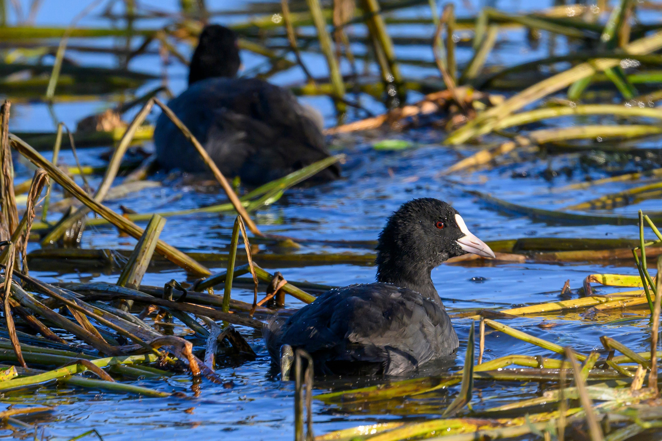 Бакланы и орлан-белохвост. Cormorants and white-tailed eagle. Фотограф Сергей Пупонин