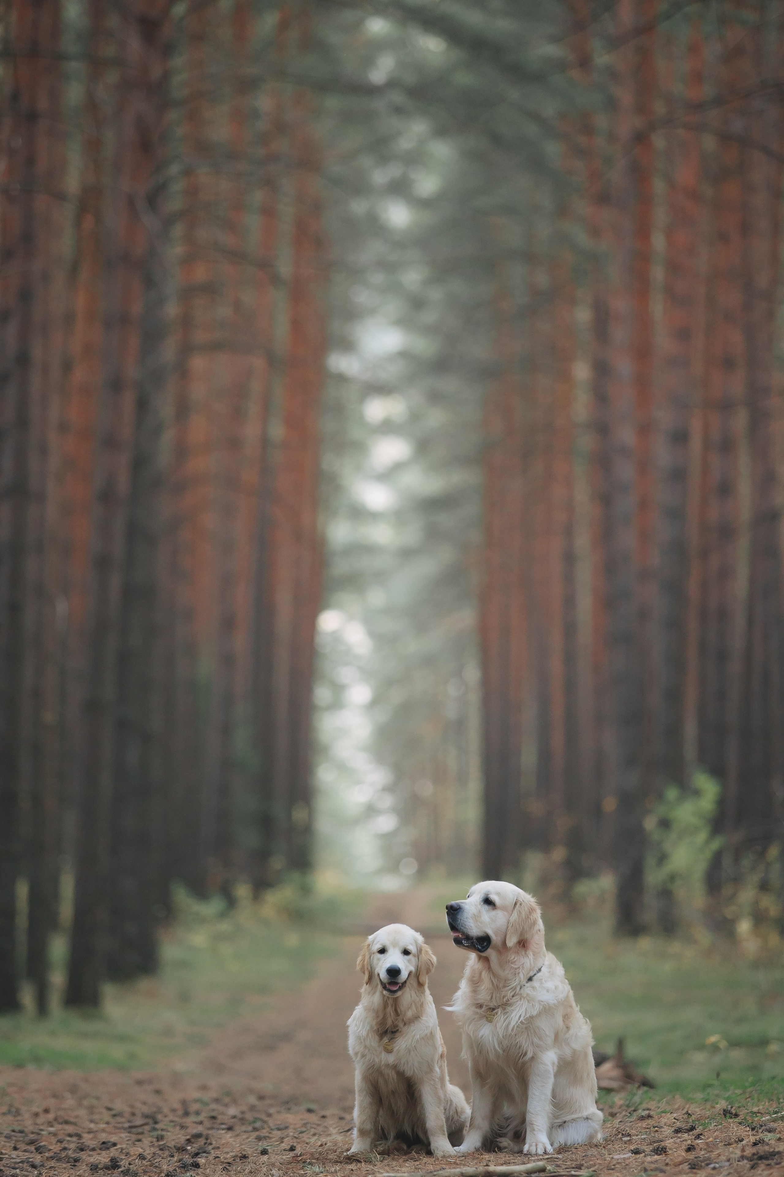 Снежик и Веста. Свадебный и женский фотограф