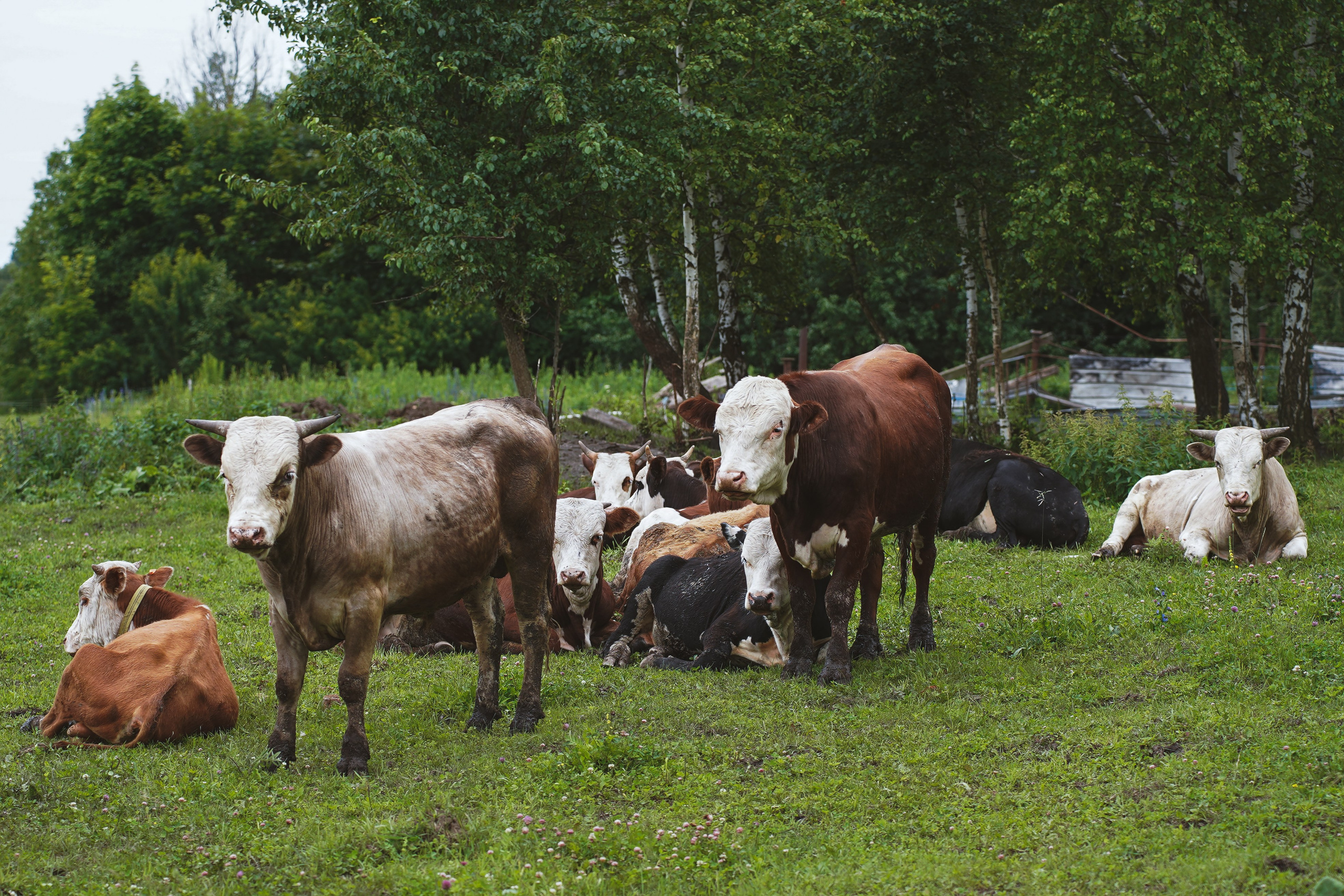 MOTHER EARTH. Фотограф и визуальный художник в Туле / Николай Рейзвих