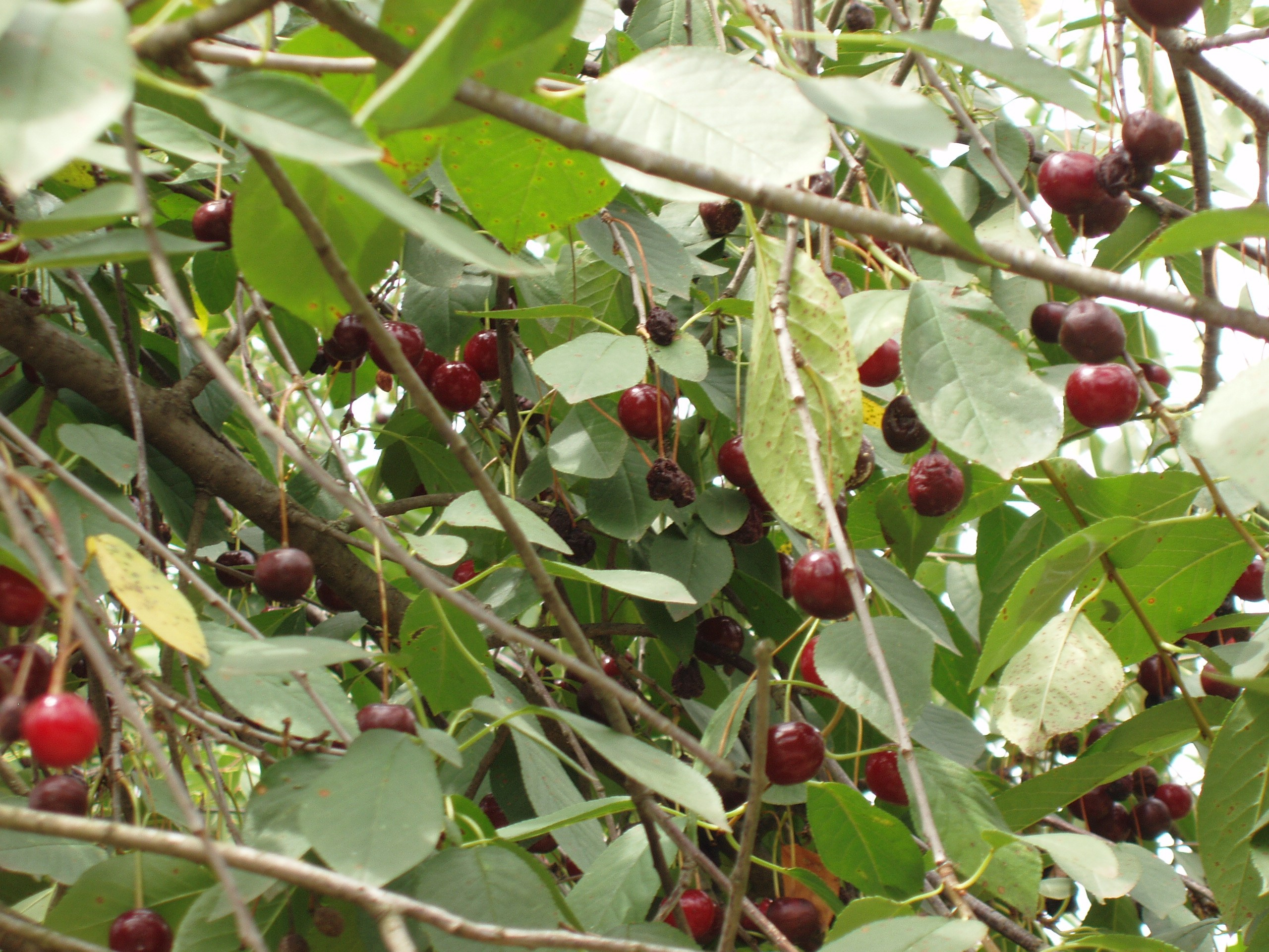 Отпуск 20.07-17.08. Семейный, Свадебный фотограф СПБ Питер— Романова Екатерина