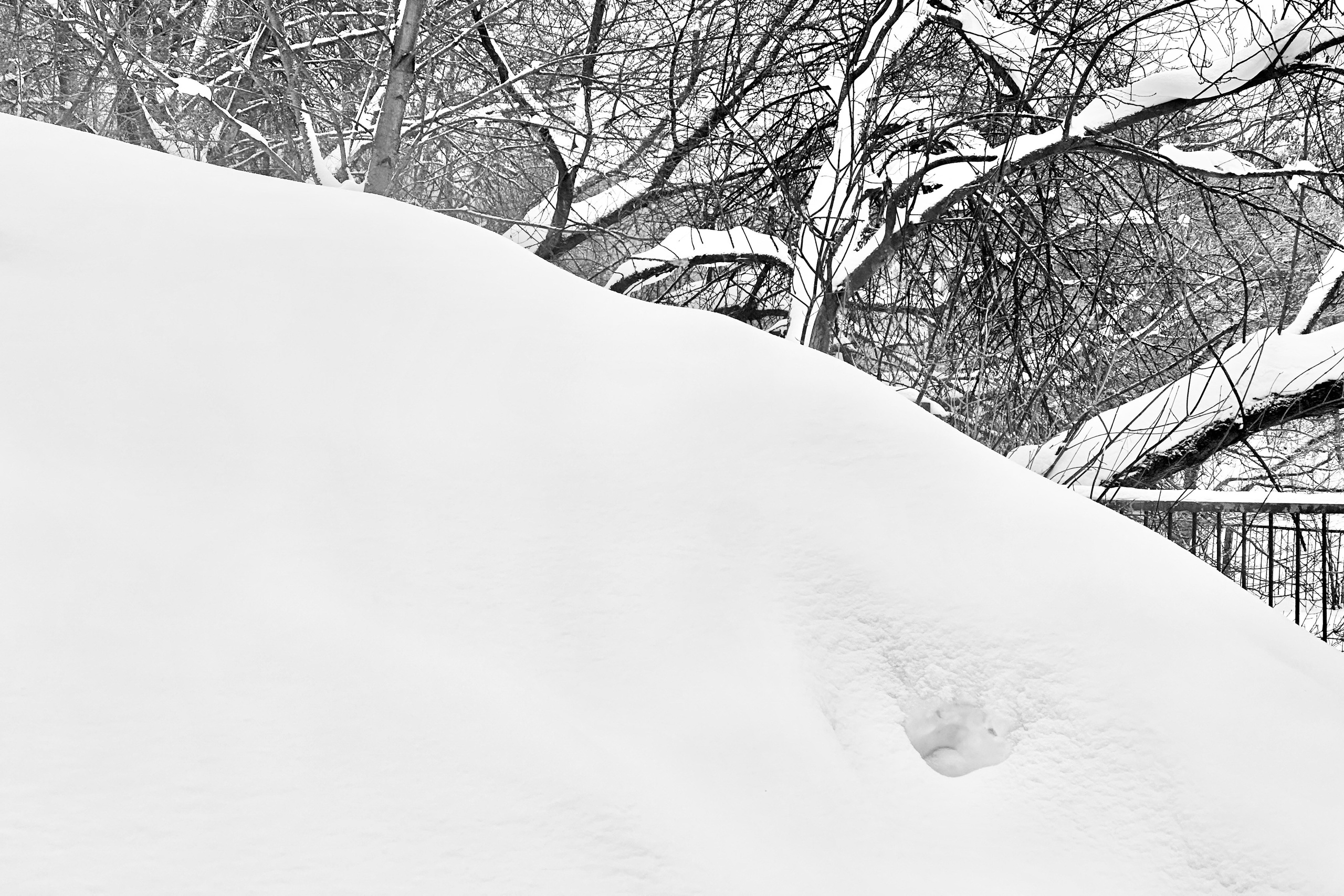 Чёрно-белая зима 25-26. Фотосессии и репортаж — Фотограф в Москве — Рина Серёгина