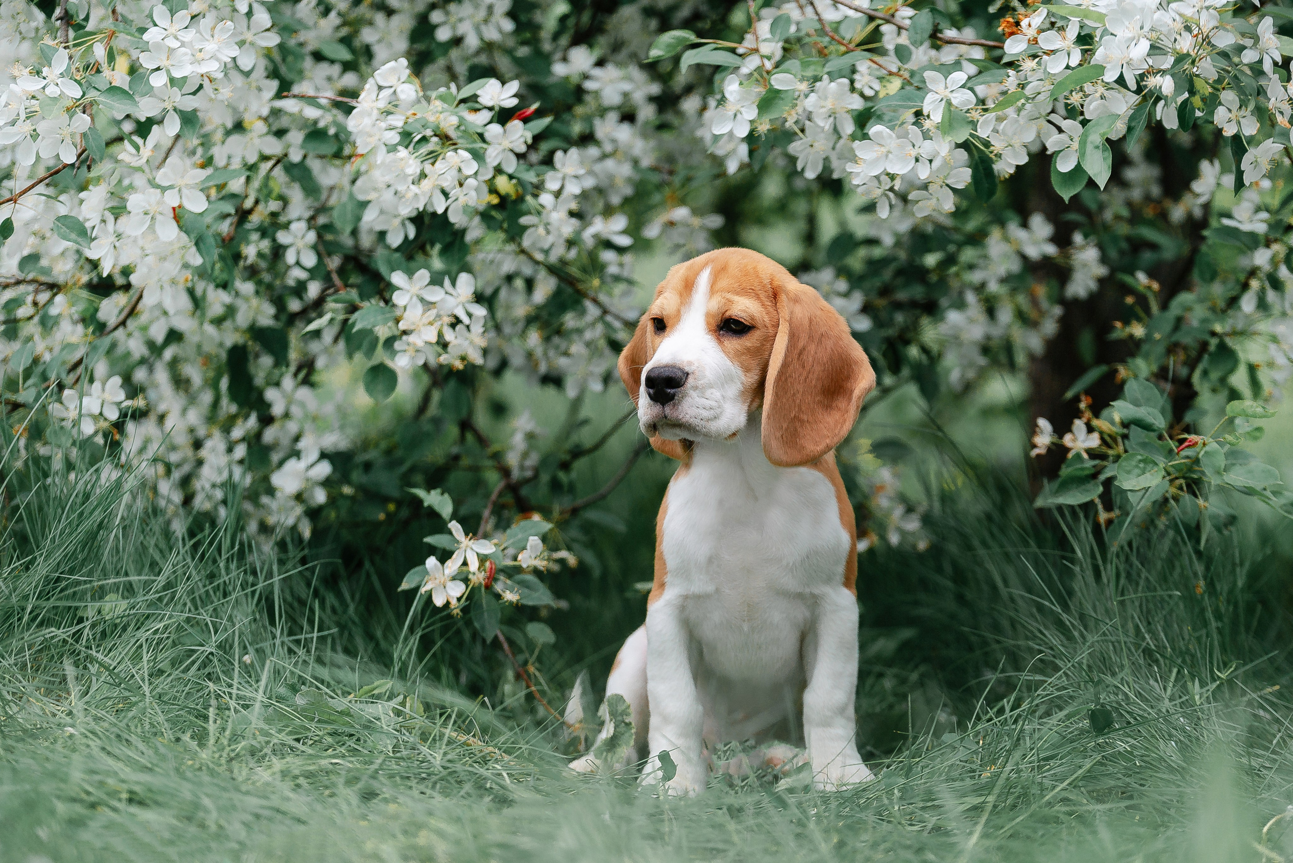 Настя и Баритон. Фотограф-анималист Анастасия Парфенова|Екатеринбург