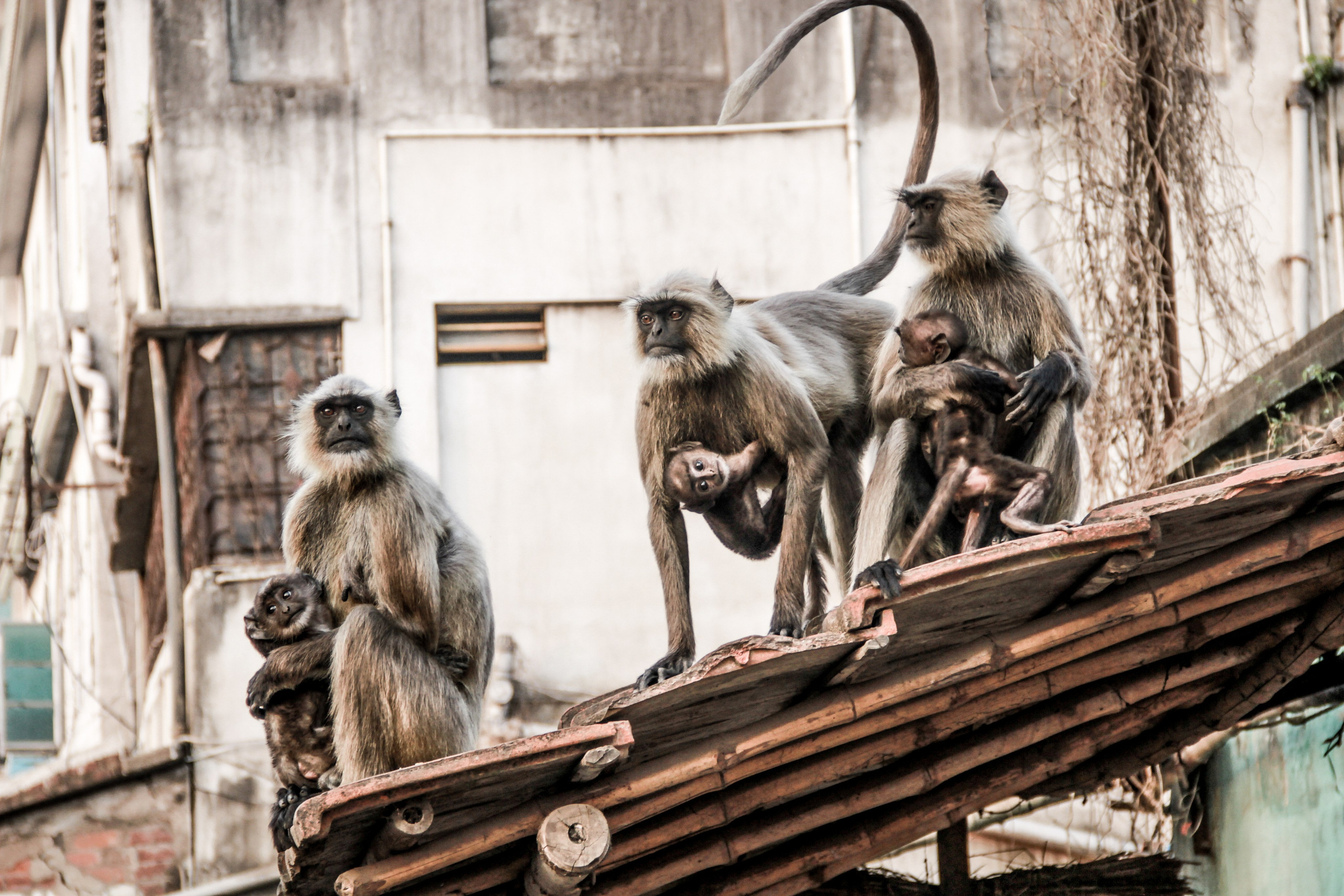 Индия. Фотограф в Крыму