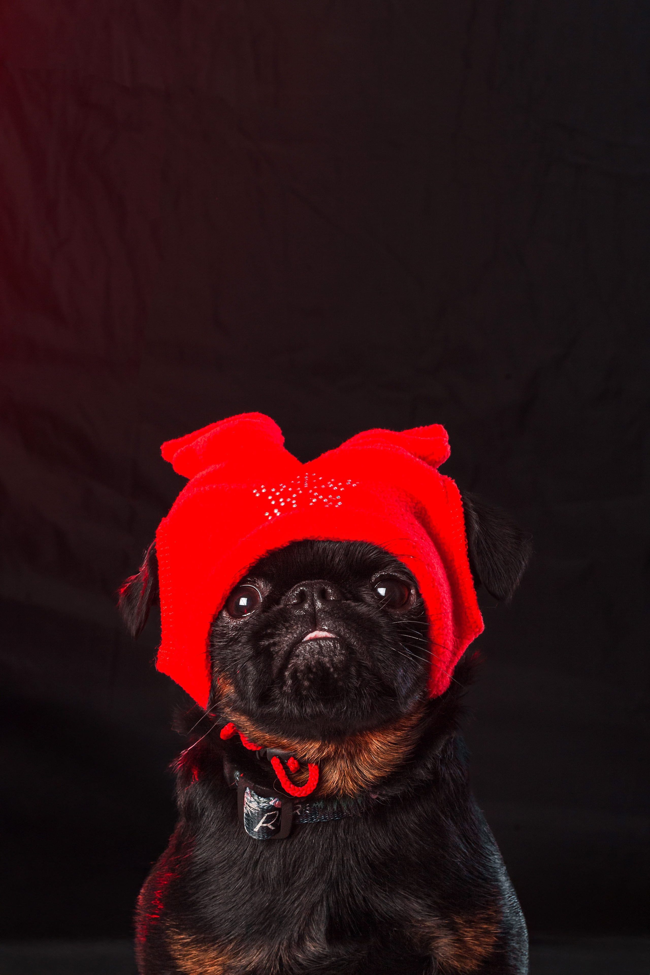 Студийная фотосессия с цветным светом. Фотограф-анималист Татьяна Степанова