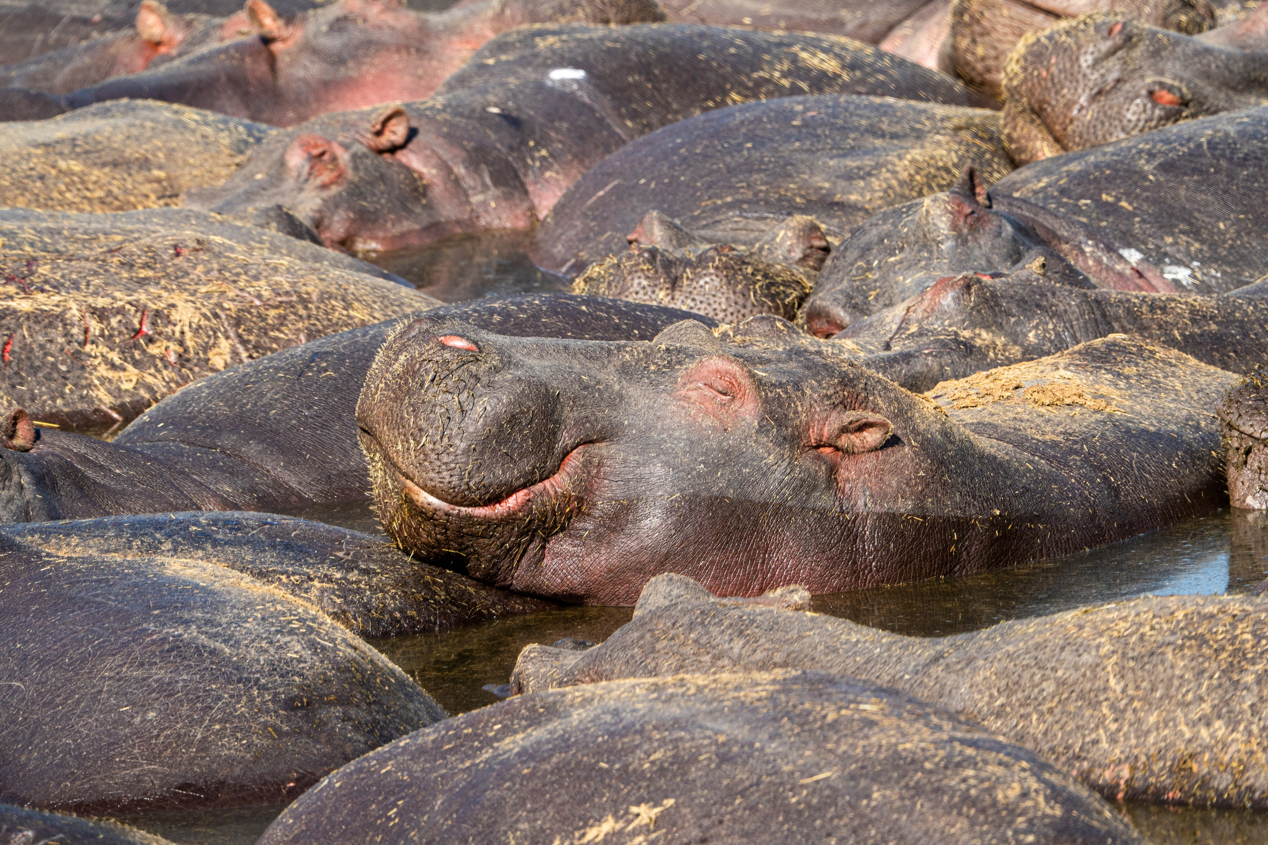 Танзания, сафари, 2025. Творческие сьемки