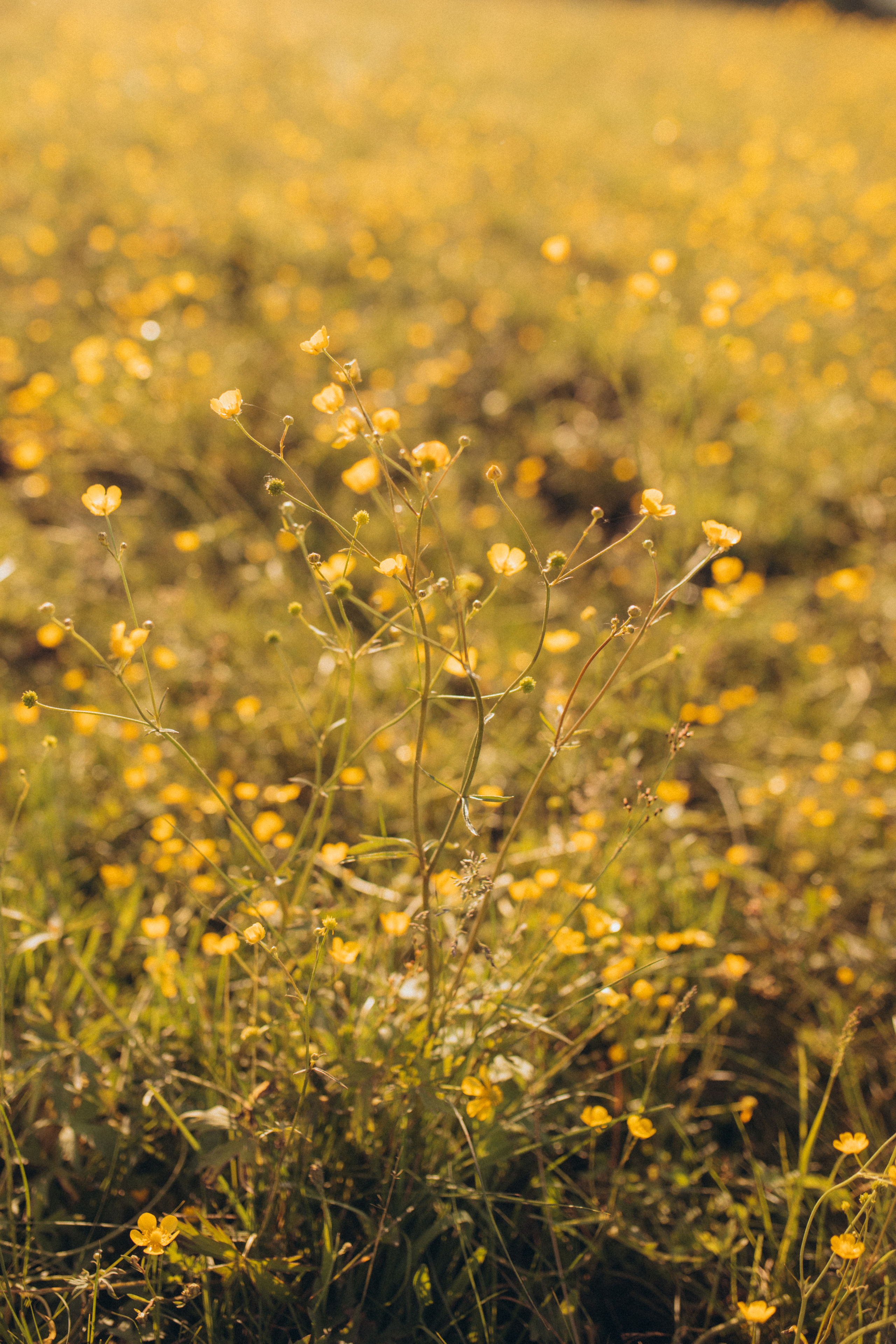 Анастасия и Ванюшка. Свадебный и семейный фотограф в Белгороде Евгения Курочкина