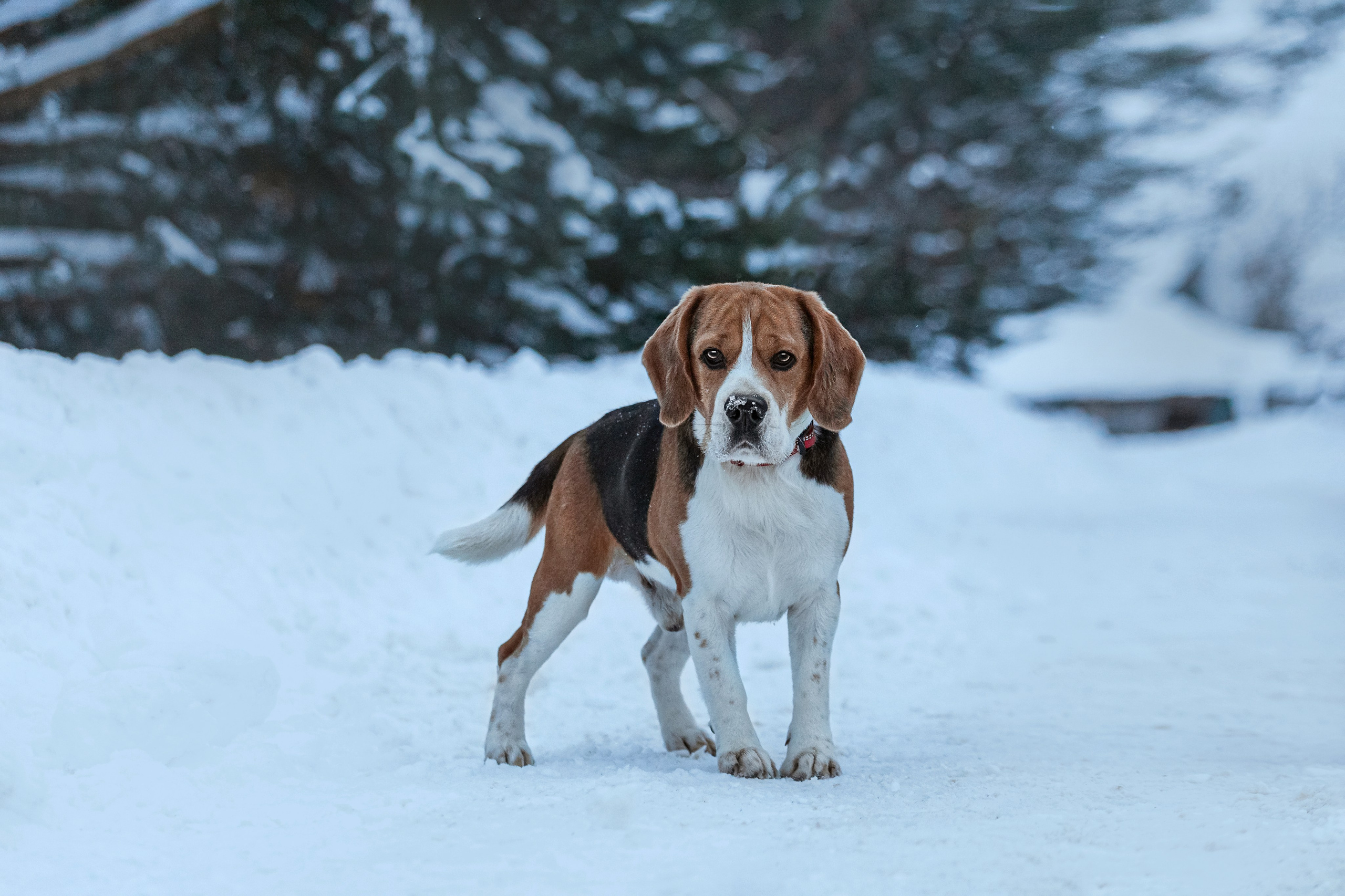 Дом для Биглей 2023. Фотограф-анималист Татьяна Степанова