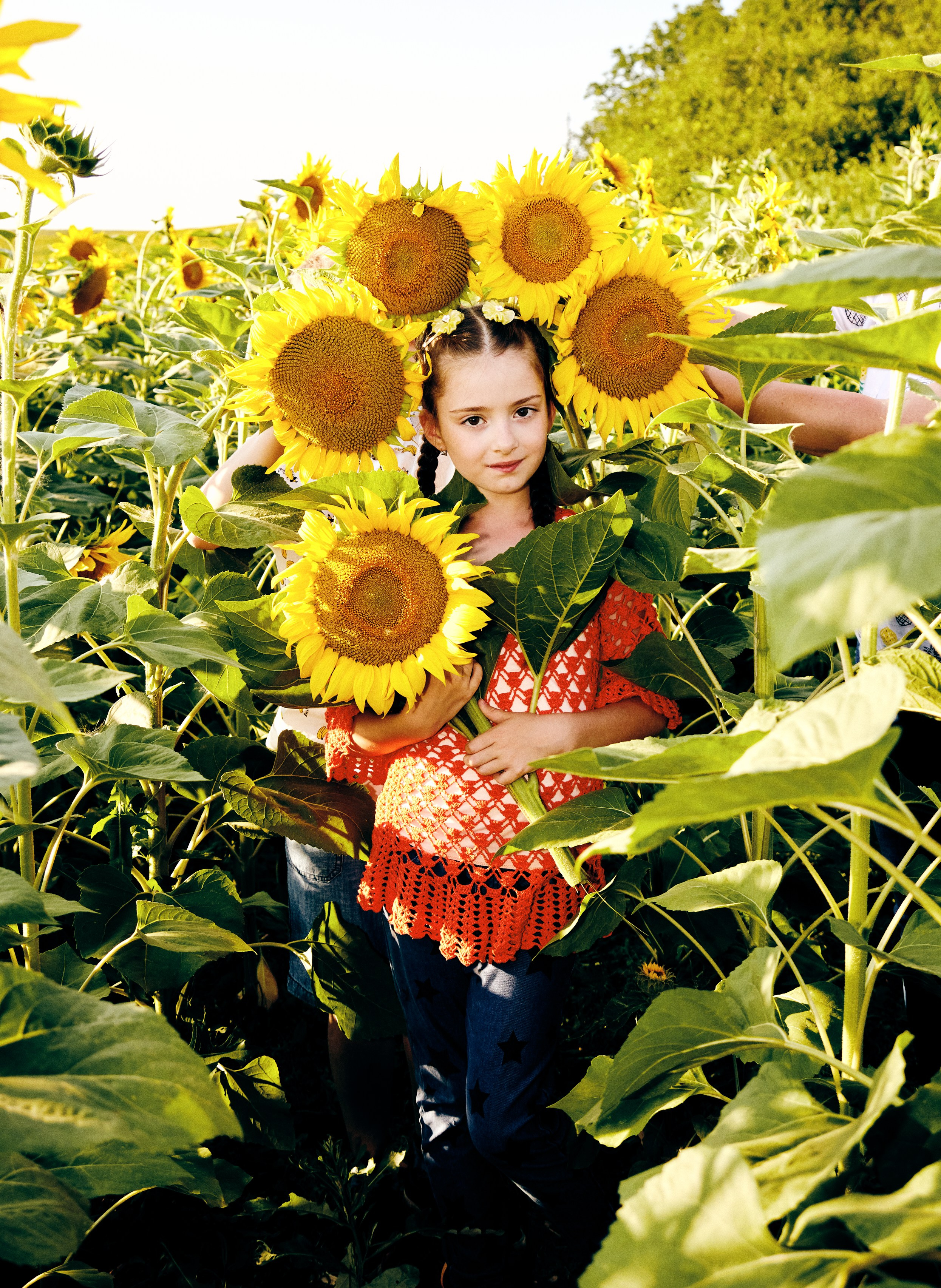 Семейная фотосессия в подсолнухах в Пятигорске. Фотограф и видеограф Антон Калашников | Пятигорск